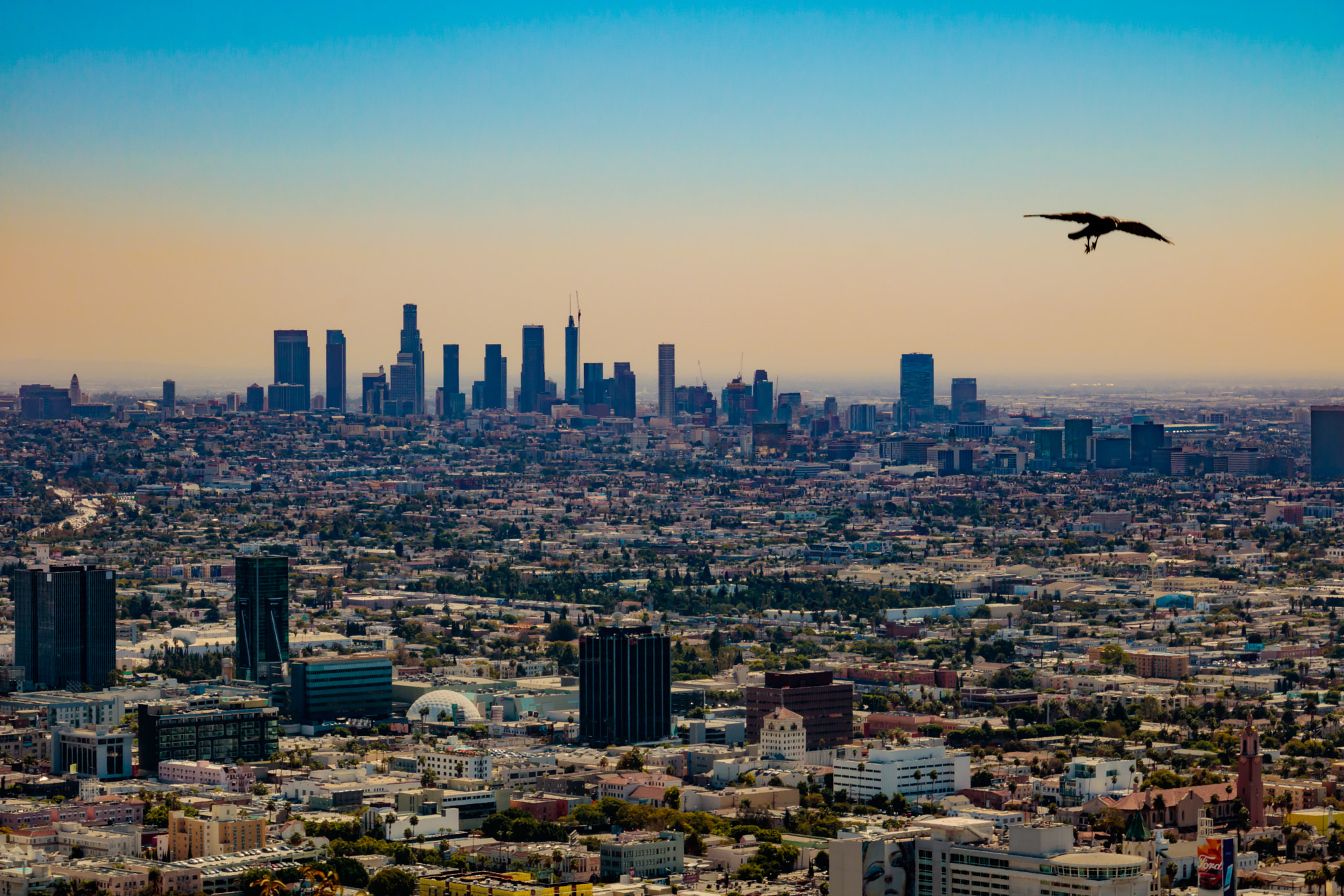 Canon EOS 760D (EOS Rebel T6s / EOS 8000D) sample photo. Soaring over the la skyline photography