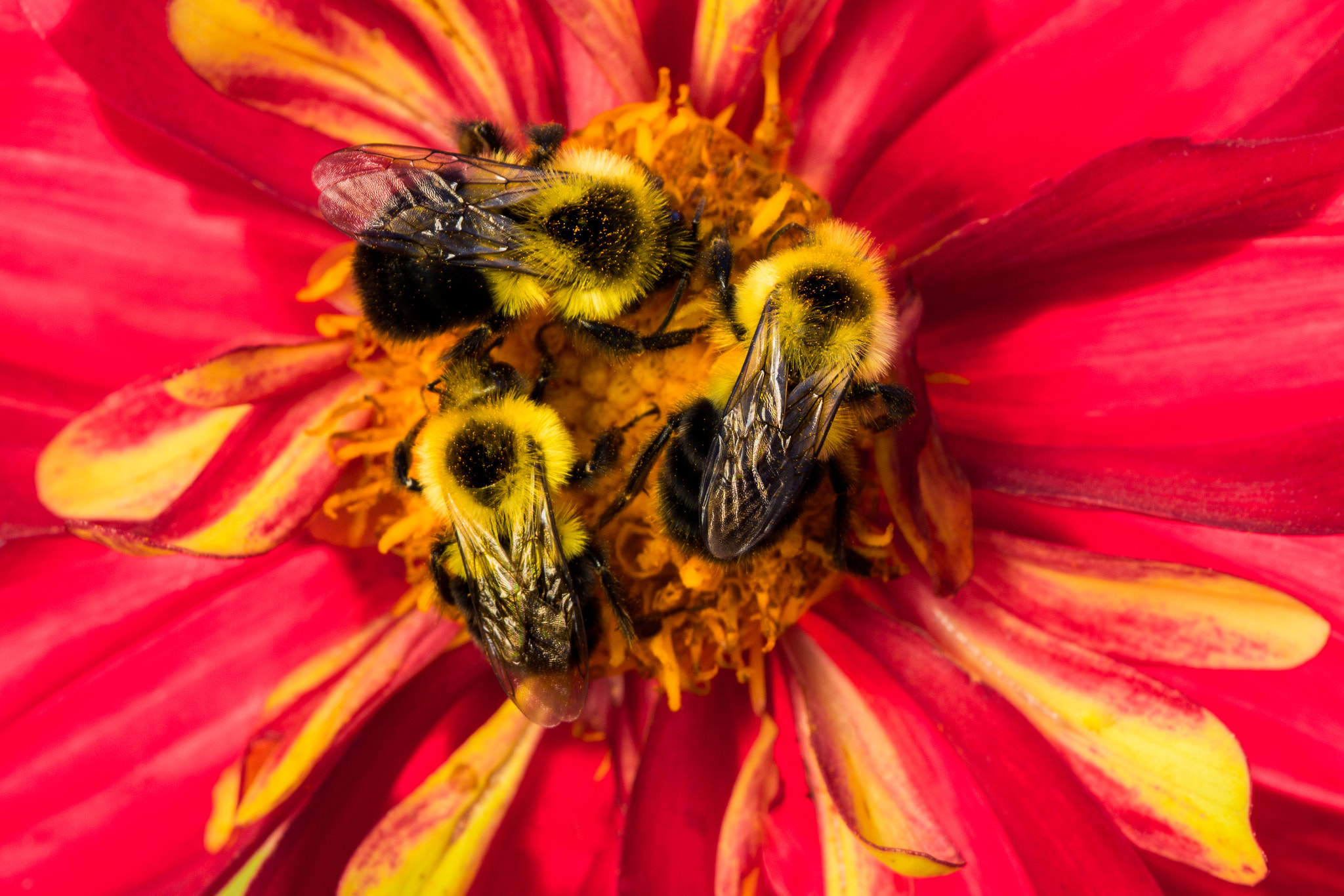 Canon EOS 6D + Sigma 105mm F2.8 EX DG OS HSM sample photo. Honey bees on red flower photography