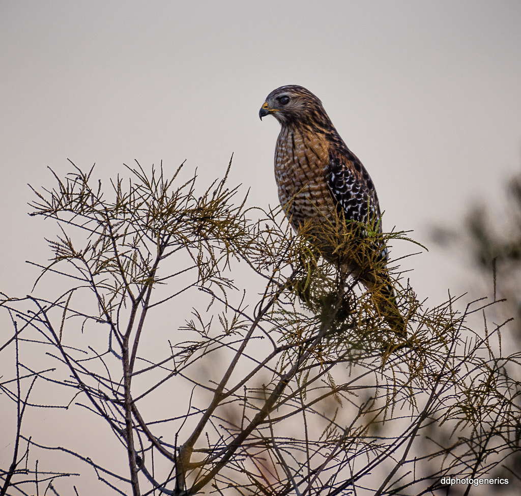 Olympus Zuiko Digital ED 70-300mm F4.0-5.6 sample photo. Evening hawk... photography