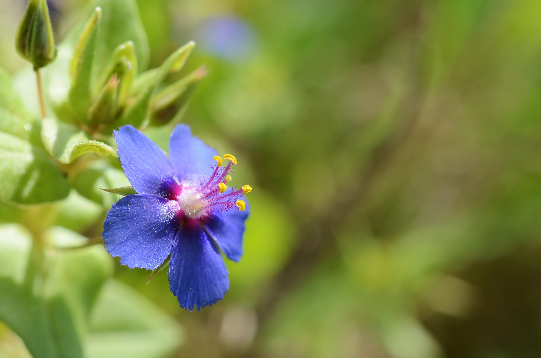 Nikon AF-S DX Micro Nikkor 40mm F2.8 sample photo