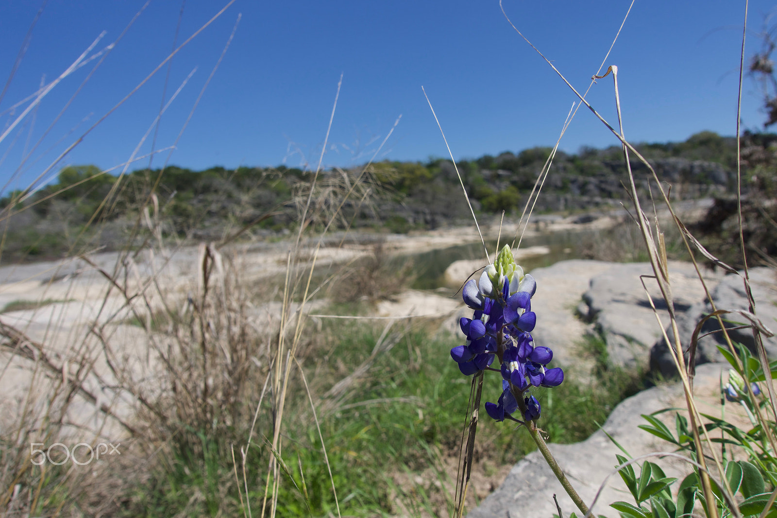 Sony Cyber-shot DSC-RX100 IV sample photo. Blue bonnet on the pedernales river photography