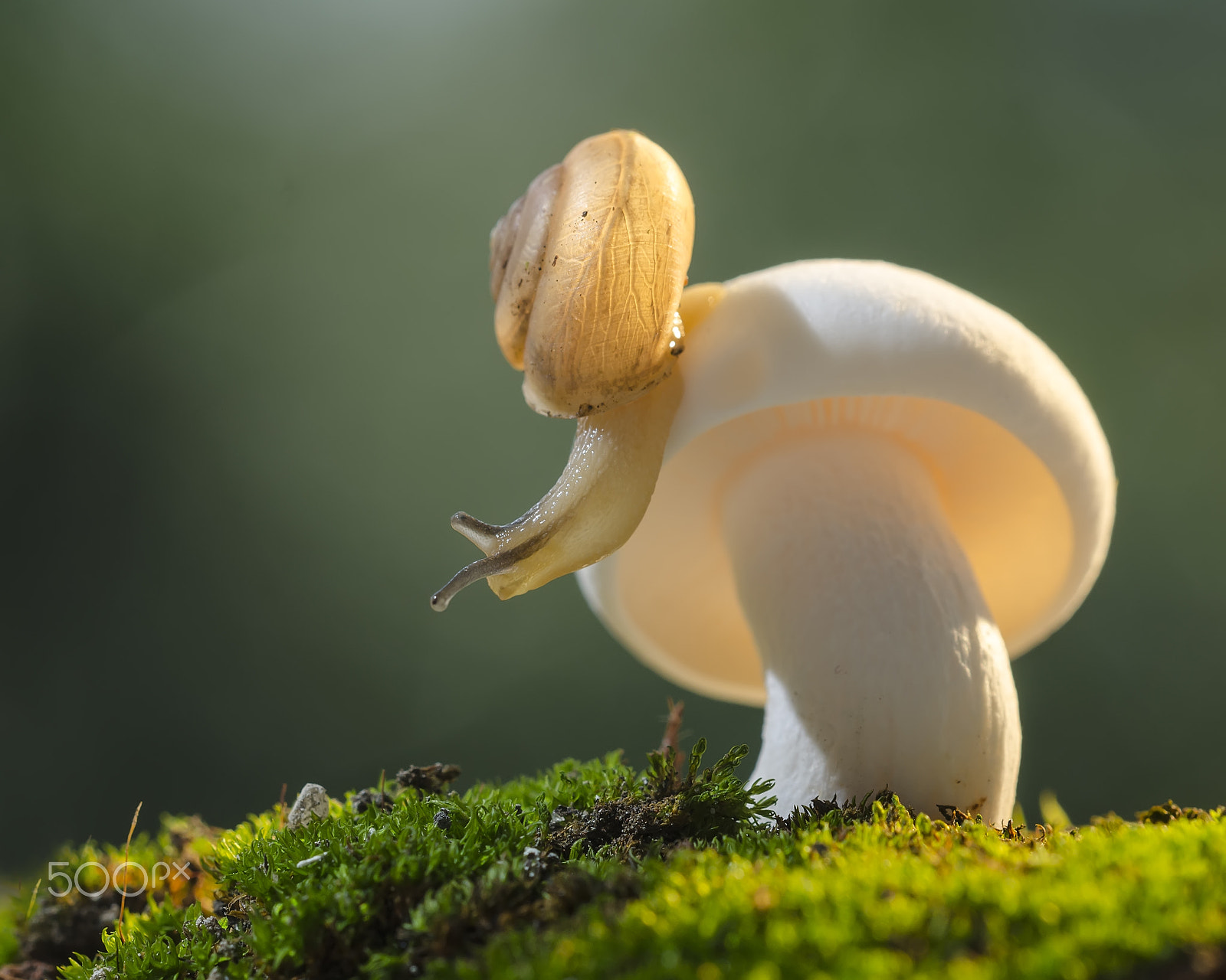 Sigma 150mm F2.8 EX DG OS Macro HSM sample photo. The snail sun photography