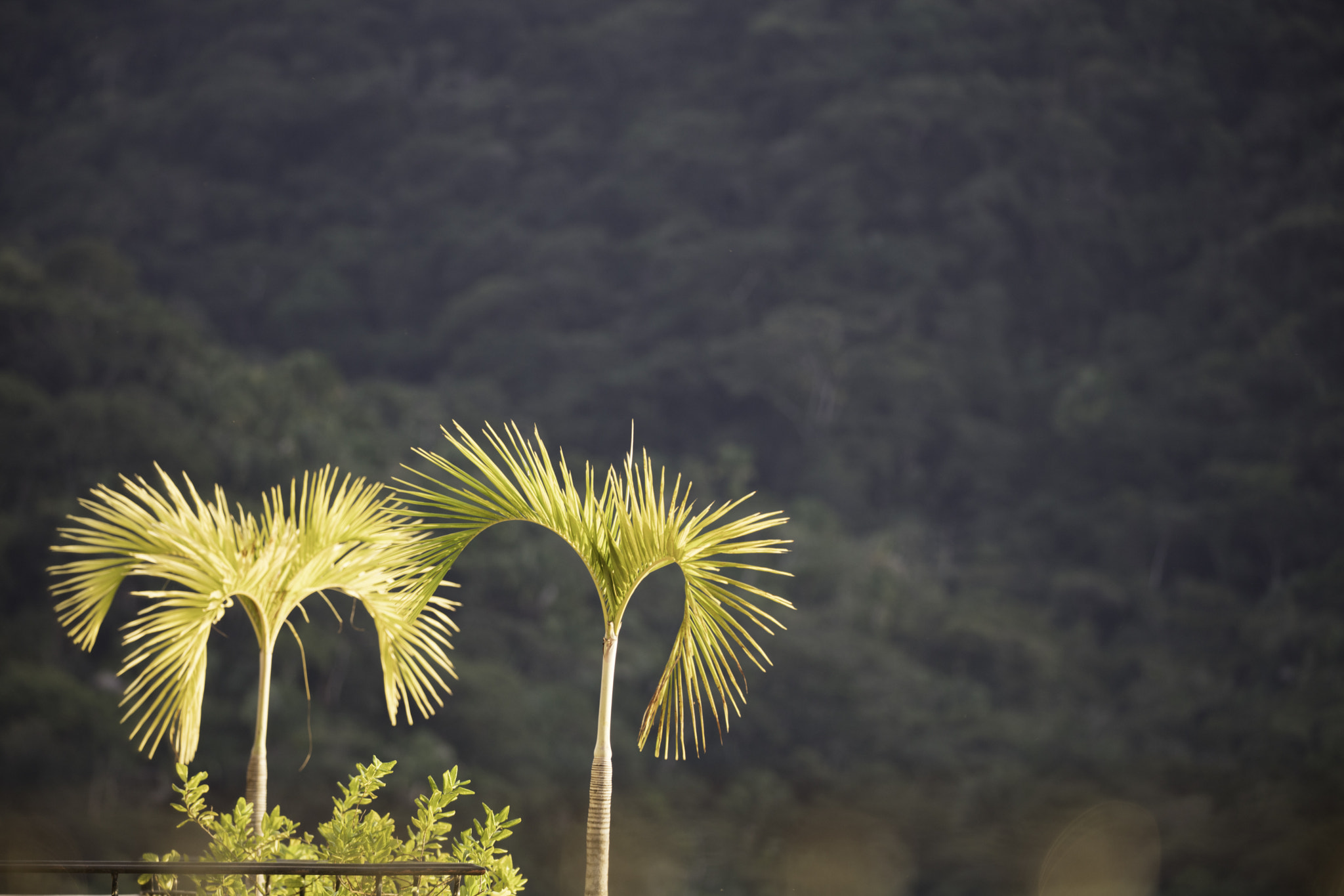 Canon EOS 5DS sample photo. Ha photography