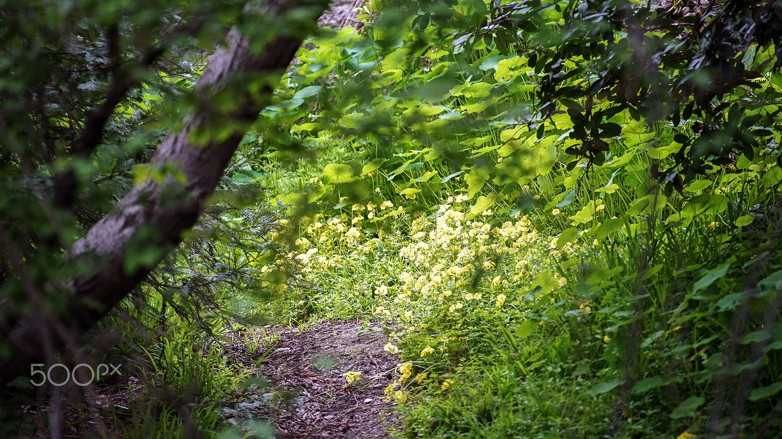 Sony a7S II + Sony FE 70-200mm F4 G OSS sample photo. Who can say where the road goes photography