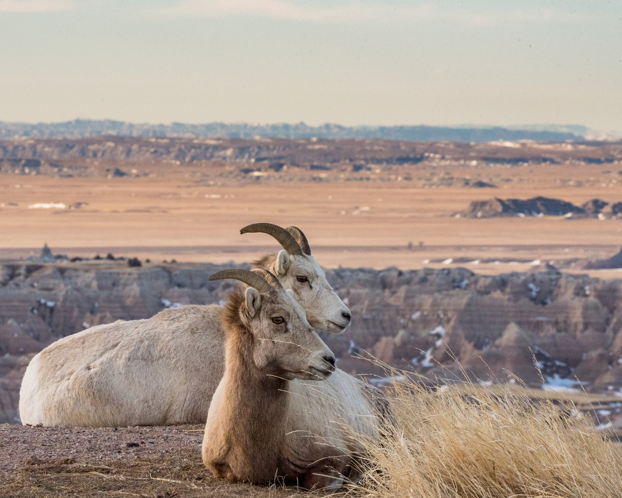 Sigma 150-600mm F5-6.3 DG OS HSM | C sample photo. Bighorn at the overlook photography