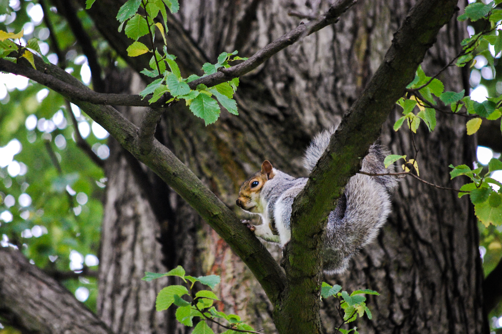 Nikon D60 + Nikon AF-S DX Nikkor 55-200mm F4-5.6G VR sample photo. Squirrel photography