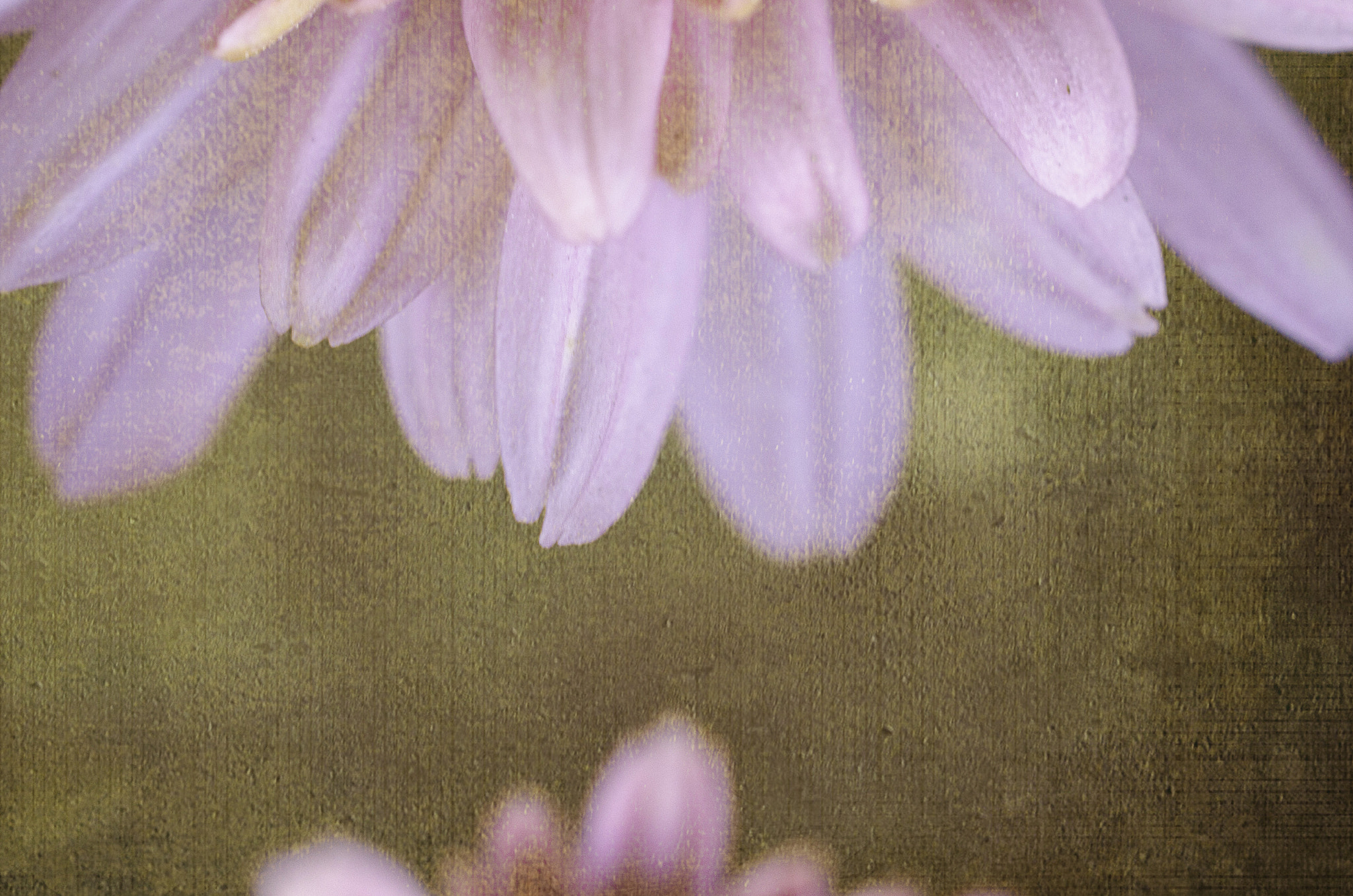 Nikon AF-S DX Micro Nikkor 40mm F2.8 sample photo. Pink texture photography