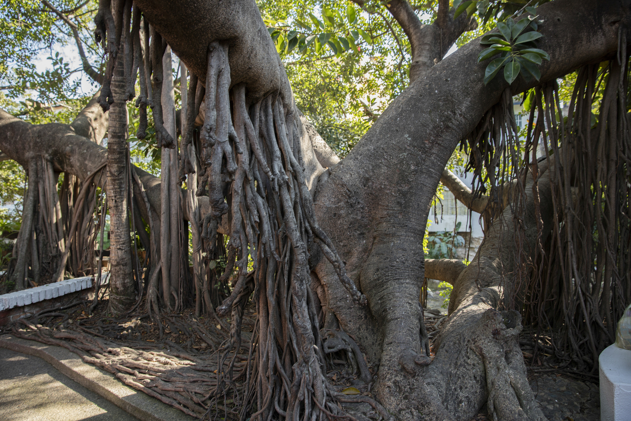 Canon EOS 5DS sample photo. Puerto vallarta photography