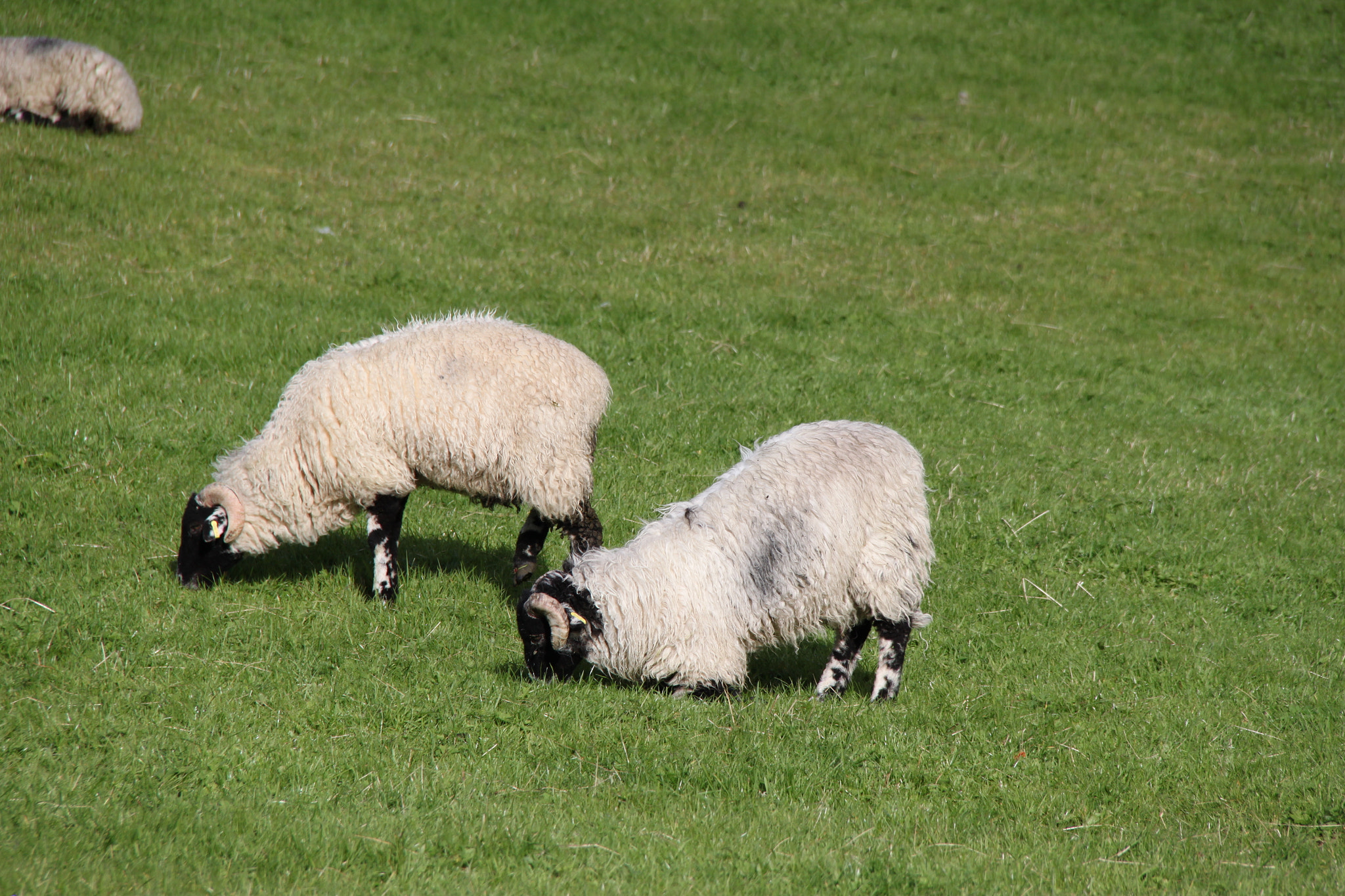 Canon EF-S 18-200mm F3.5-5.6 IS sample photo. Sheep photography
