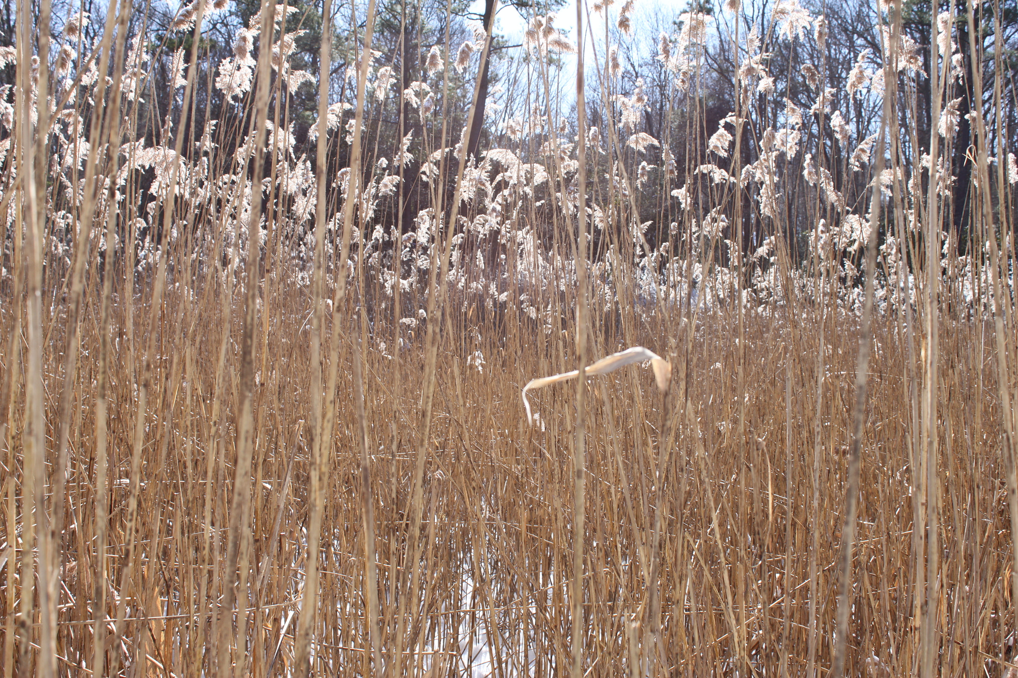 Canon EF-S 18-55mm F3.5-5.6 IS sample photo. Snow and grass photography