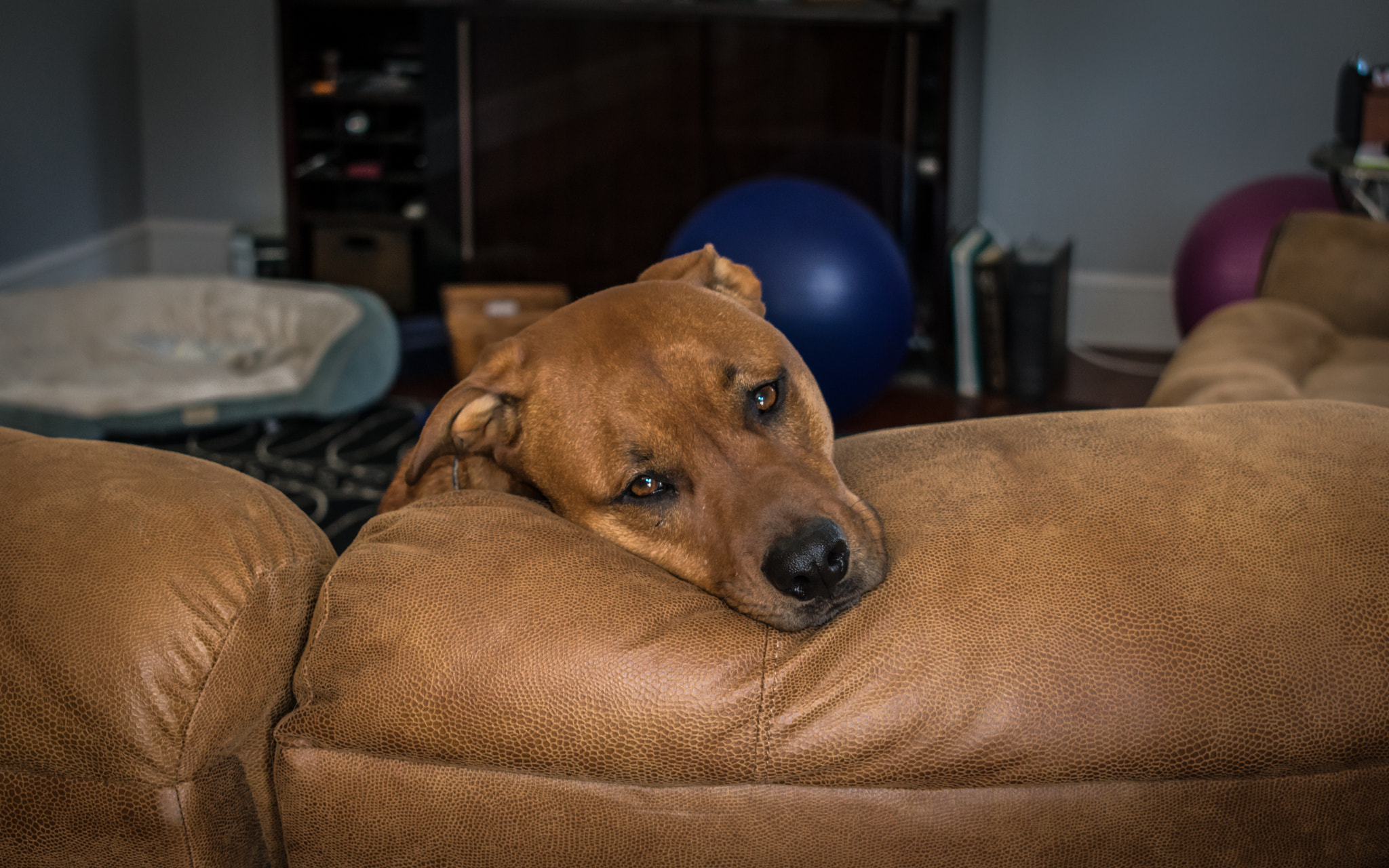 Nikon D3400 sample photo. Puppy eyes photography