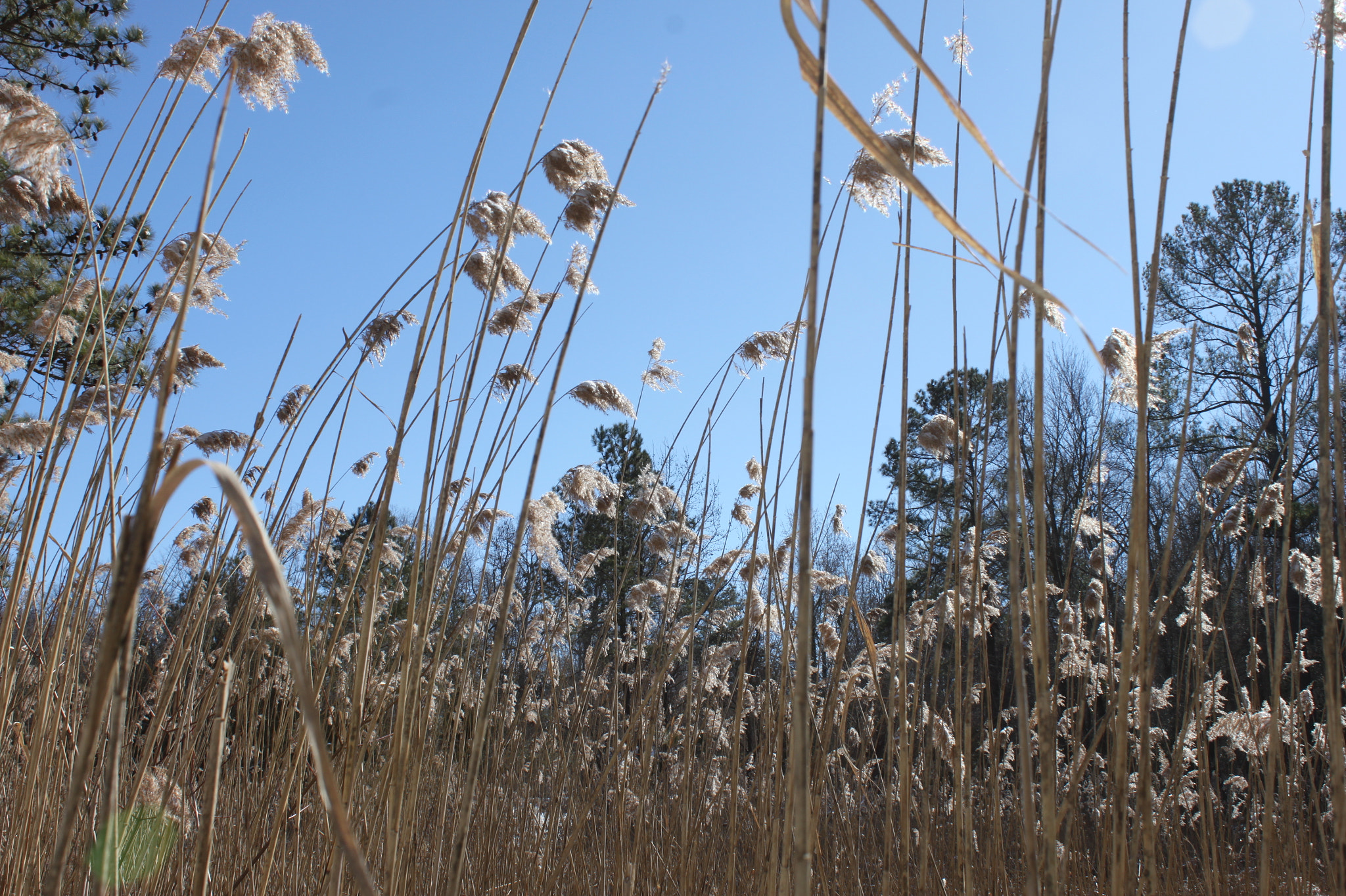 Canon EF-S 18-55mm F3.5-5.6 IS sample photo. Tall grass photography