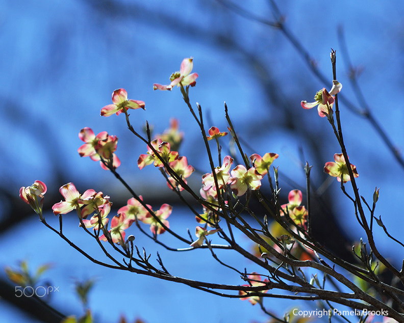 Nikon D90 sample photo. Dogwood blooms photography