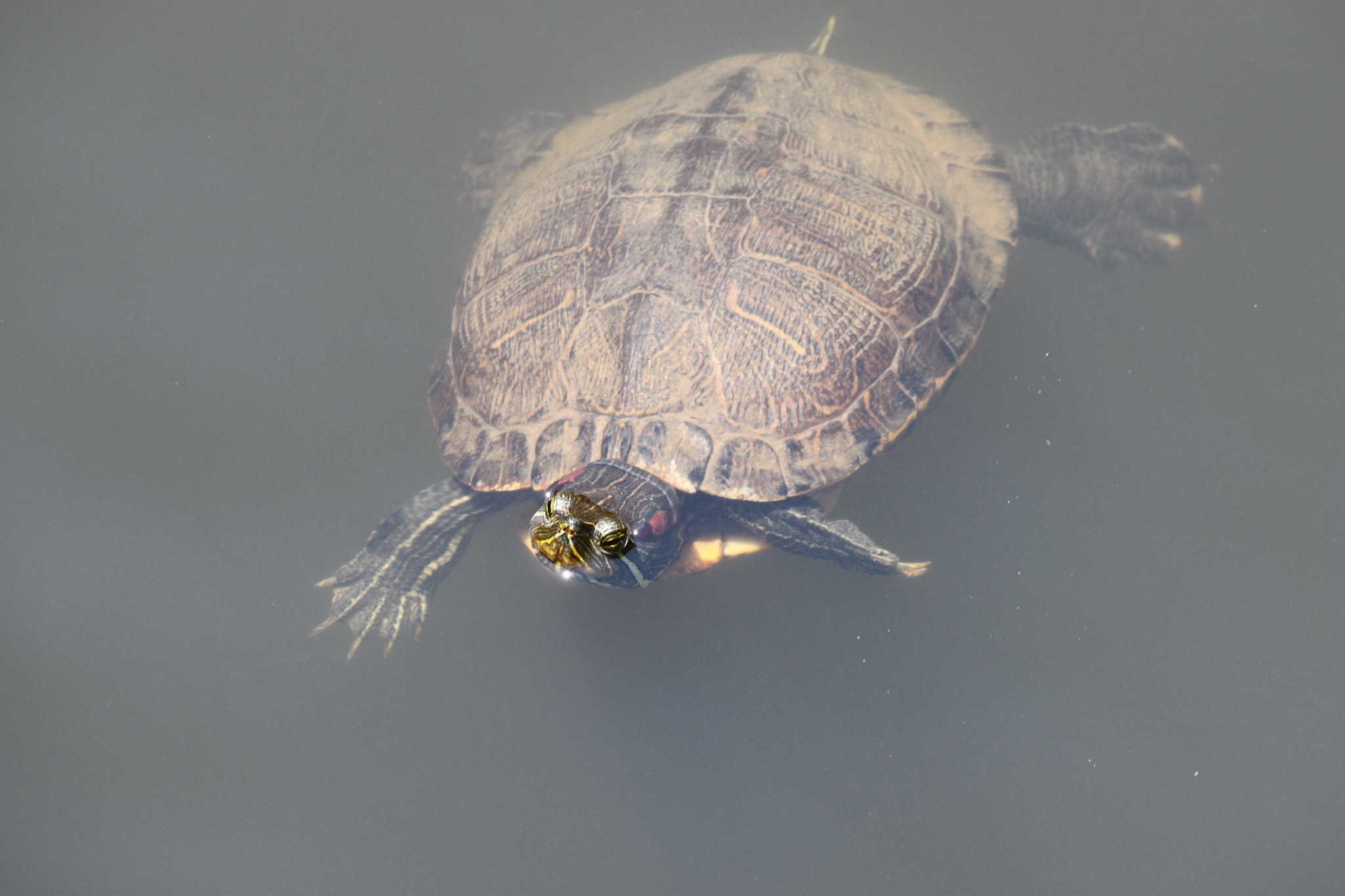 Canon EOS 500D (EOS Rebel T1i / EOS Kiss X3) sample photo. Turtle in water photography