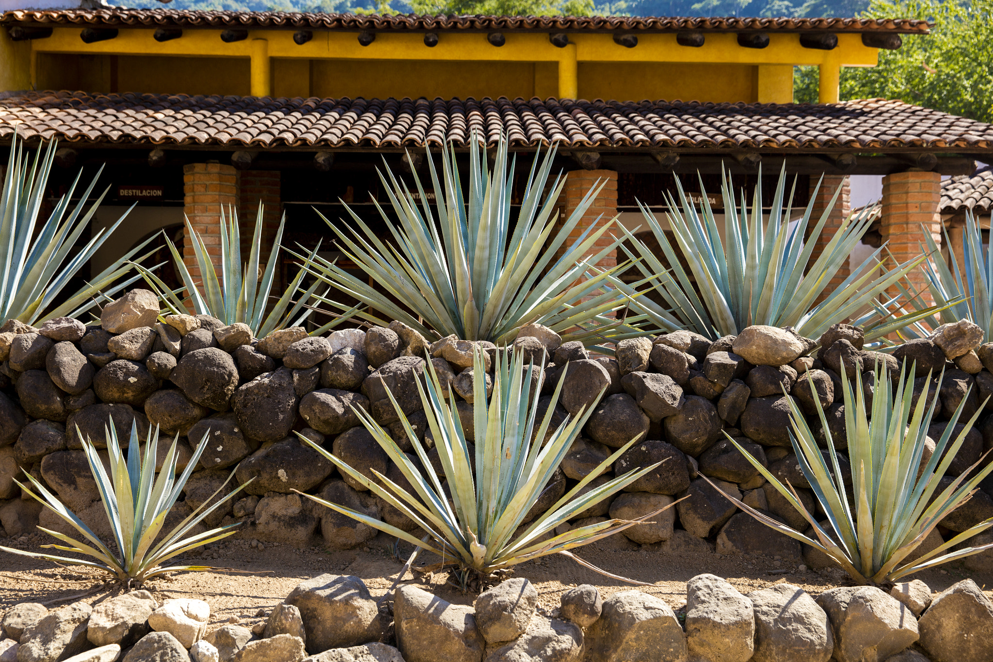 Canon EOS 5DS sample photo. Puerto vallarta photography