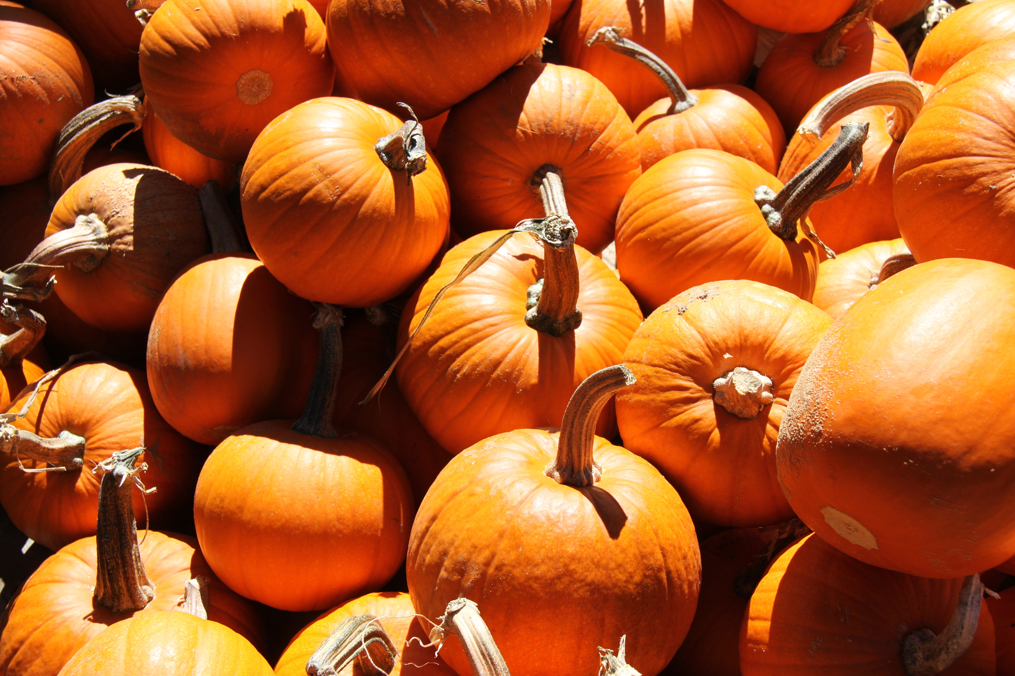 Canon EF-S 18-200mm F3.5-5.6 IS sample photo. Pumpkins photography