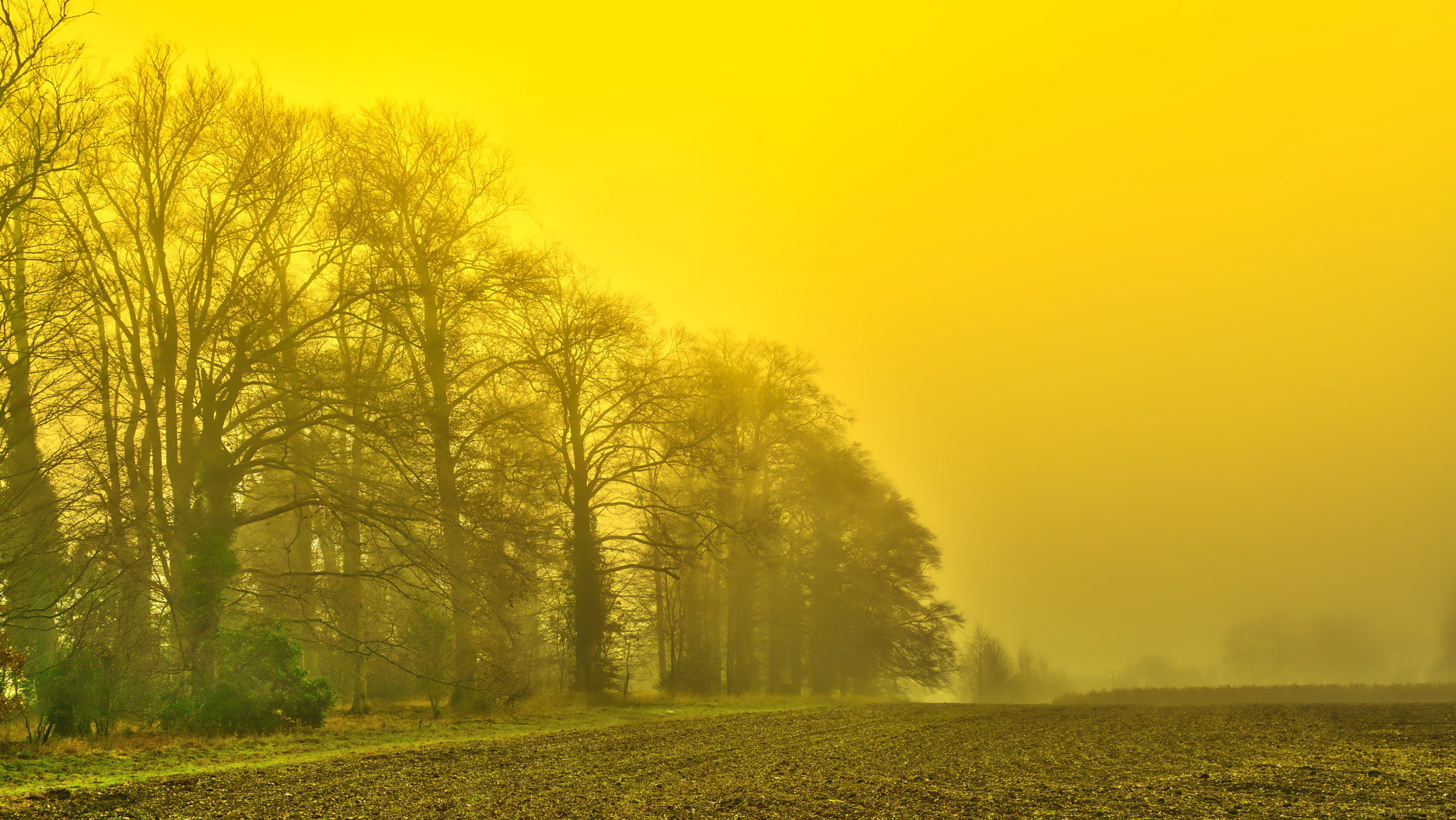 Sony a7R II sample photo. Wandlebury fields and trees in late winter sun and mist . photography