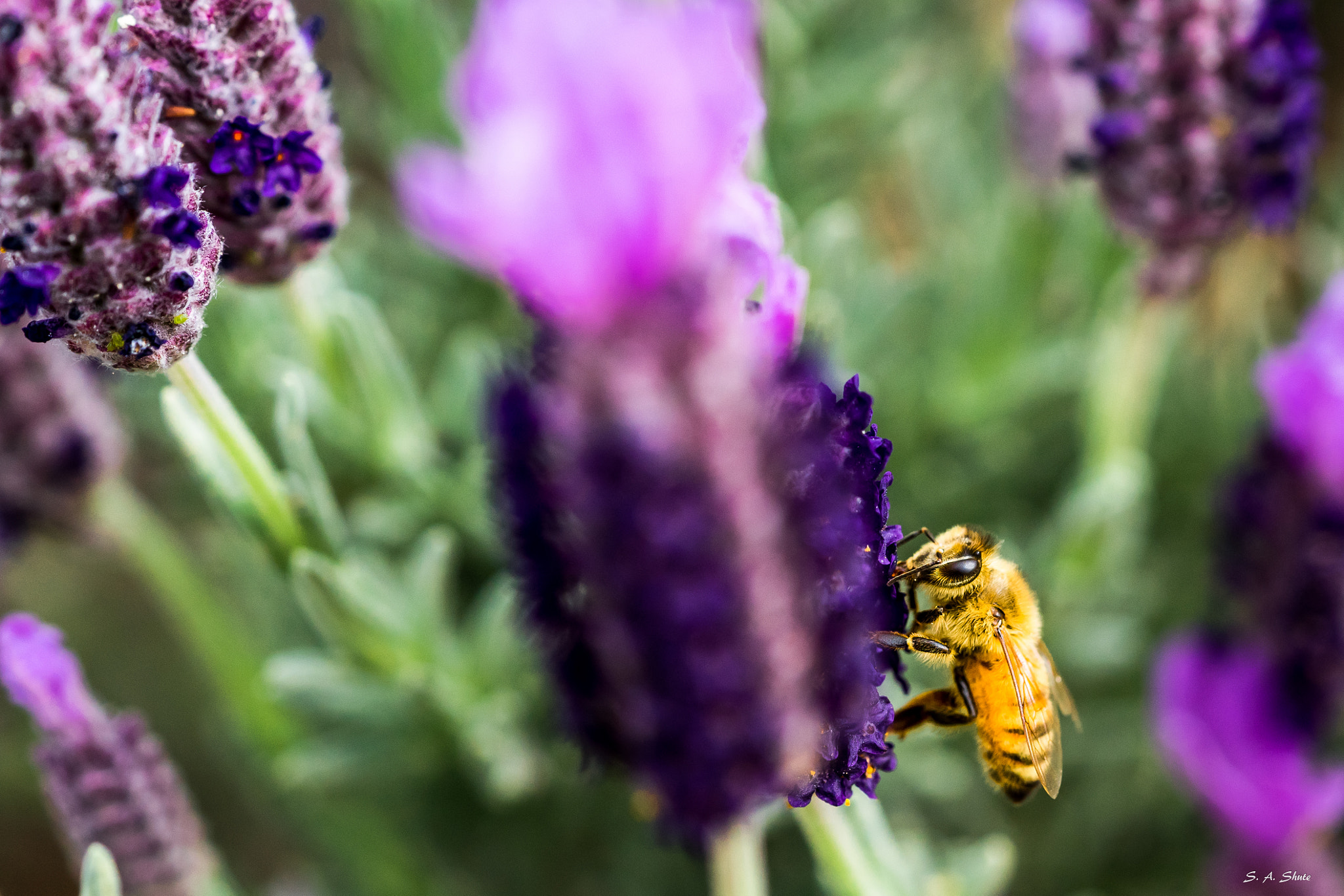 Sony a7 II + Sony FE 90mm F2.8 Macro G OSS sample photo. Awake photography