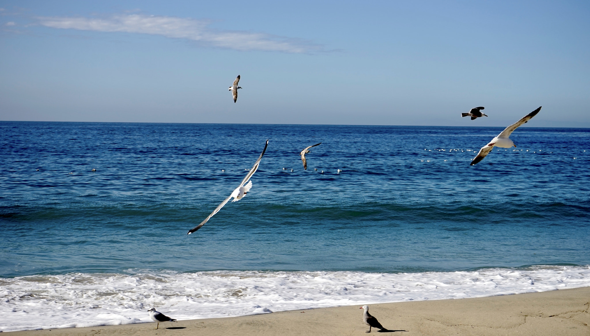 Sony a7 sample photo. Seagulls,flying and landing just to fly again and land again...truly a spectators sport photography