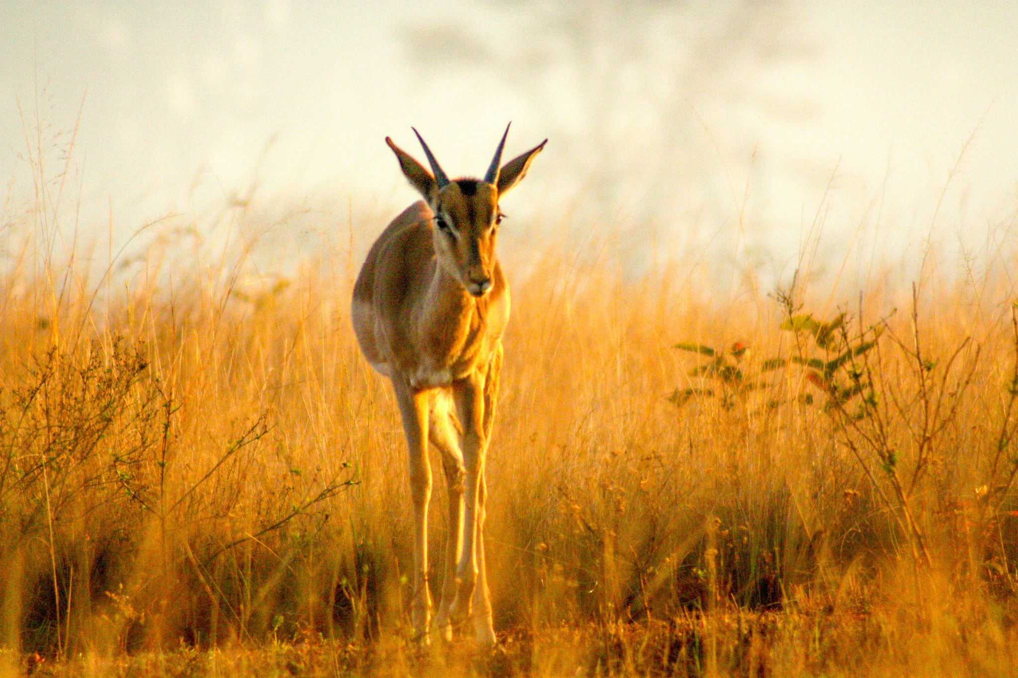 Canon EF 75-300mm f/4-5.6 USM sample photo. Young impala photography