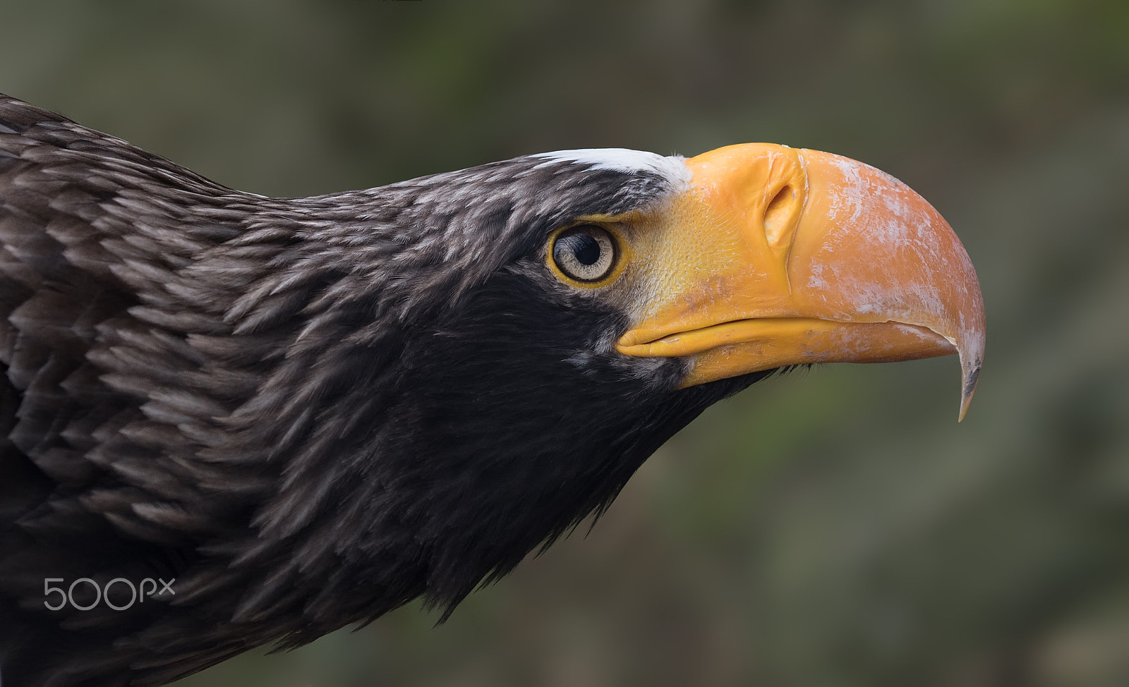 Sigma 105mm F2.8 EX DG OS HSM sample photo. Seeadler photography