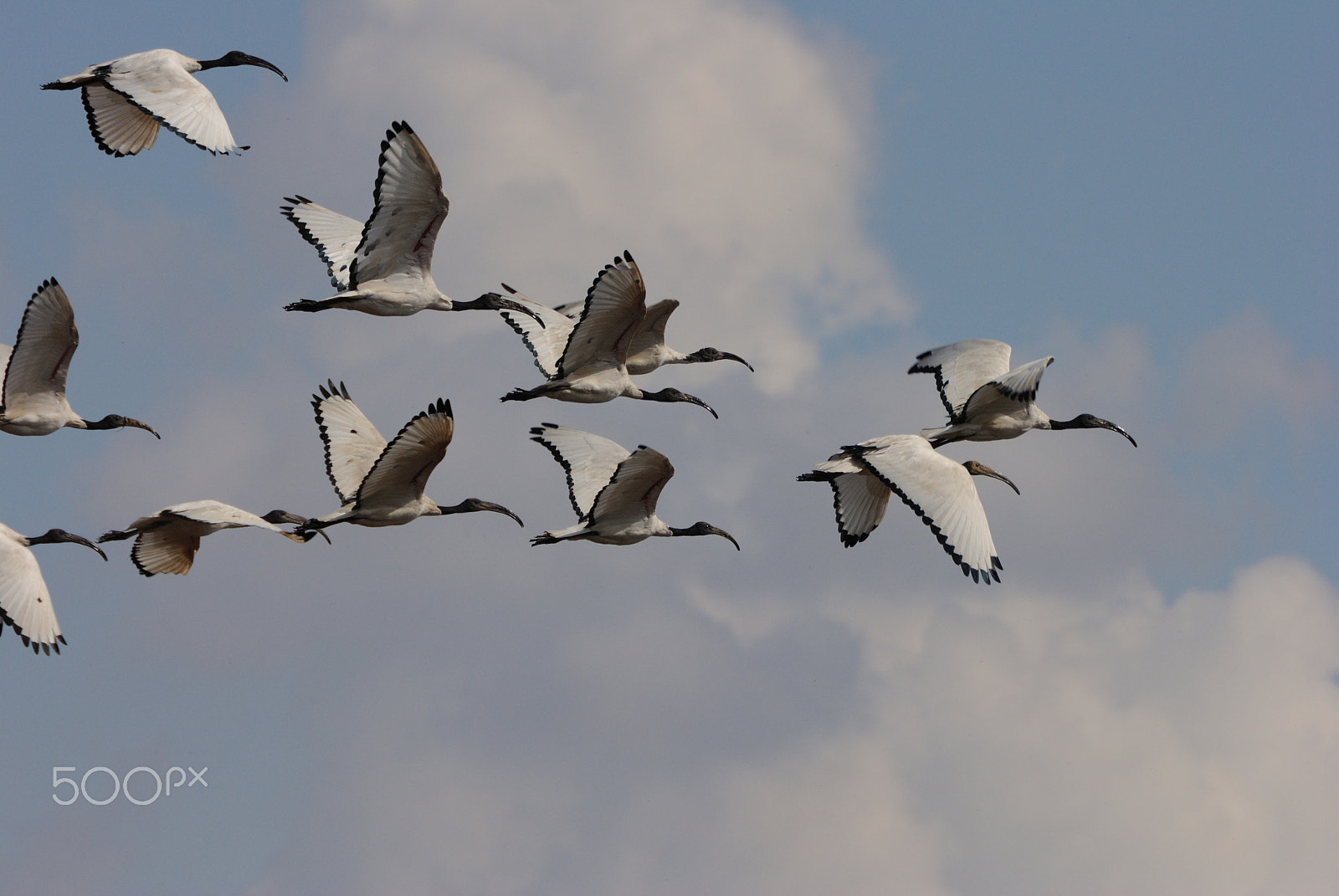 Nikon D3000 sample photo. Ibis photography