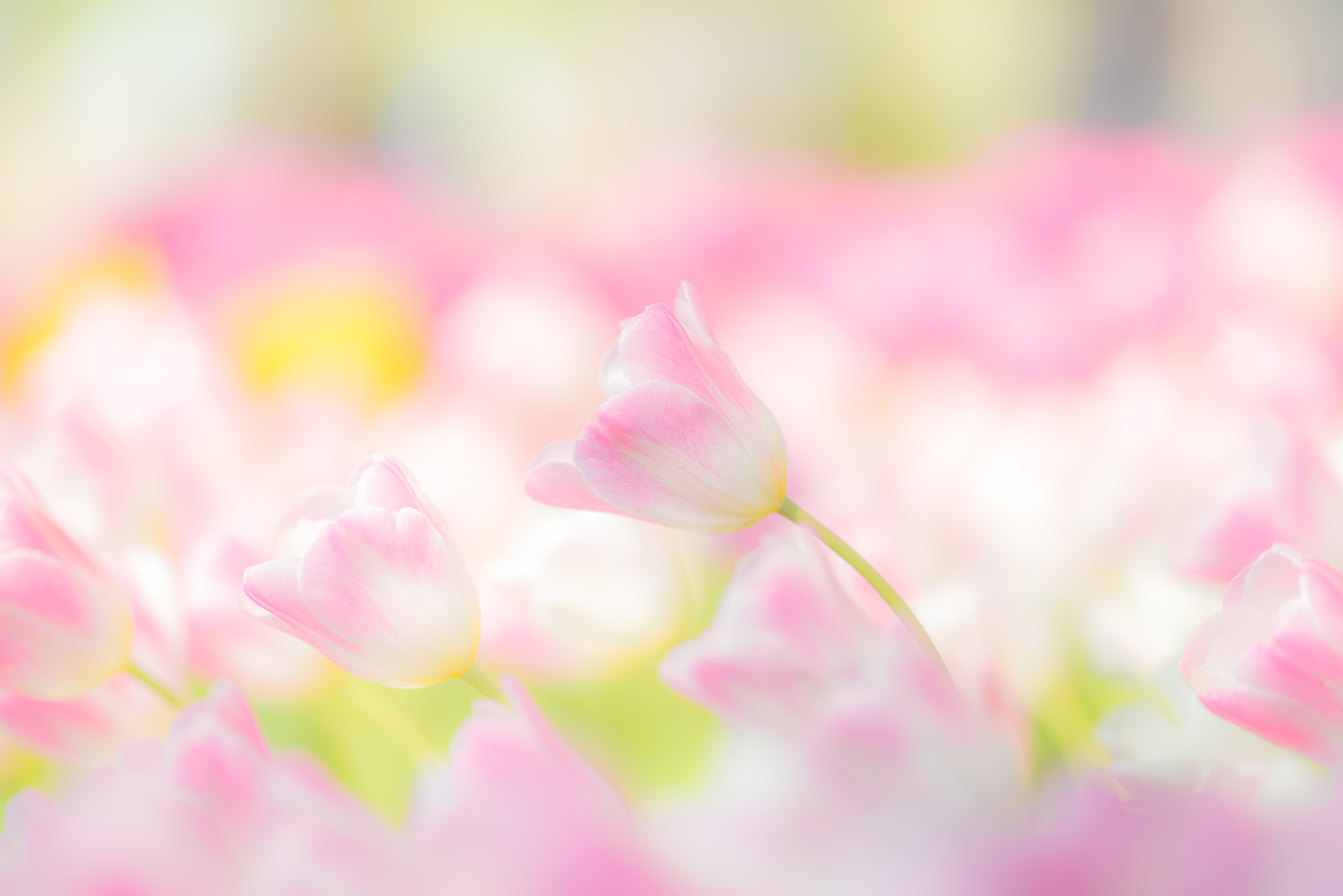 Sony a7R sample photo. Spring fragrance photography