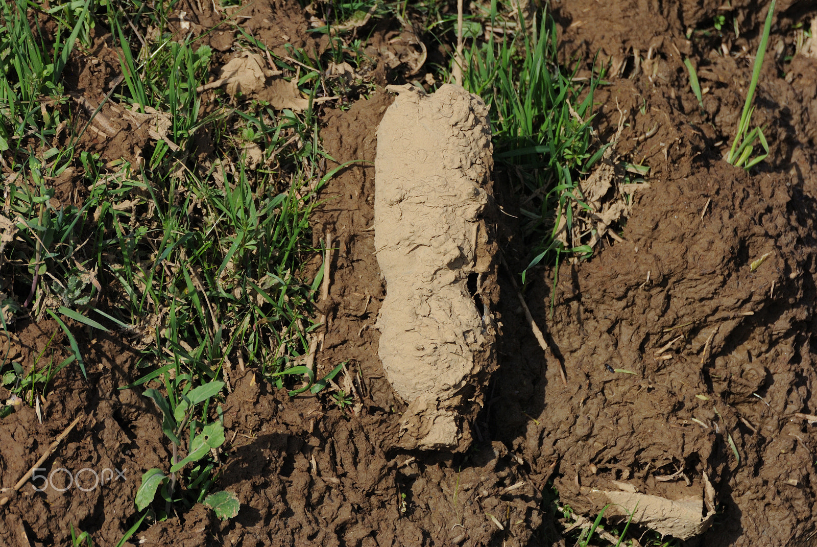 Nikon D3000 sample photo. Bottle in the mud. photography