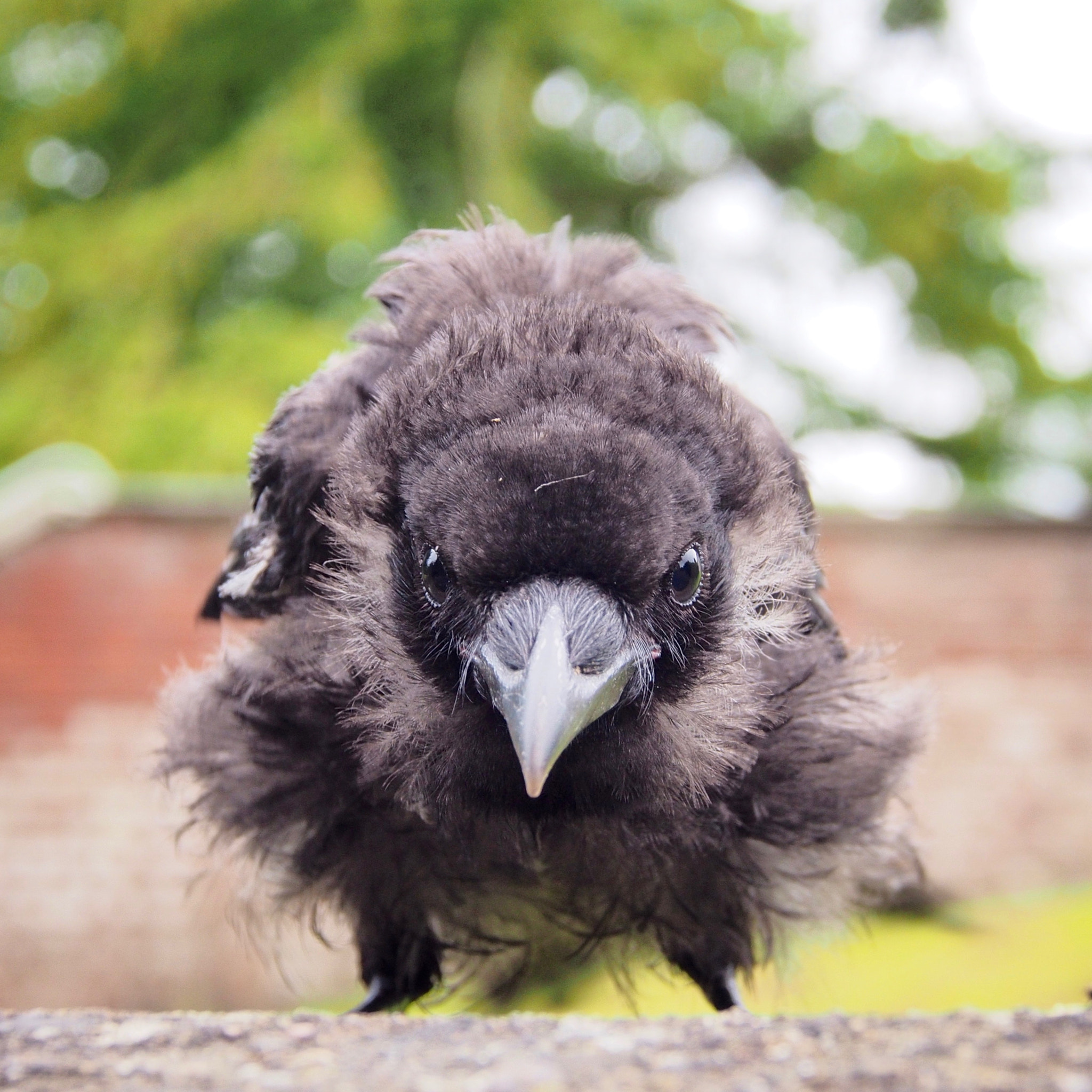 Olympus OM-D E-M5 sample photo. Baby crow photography