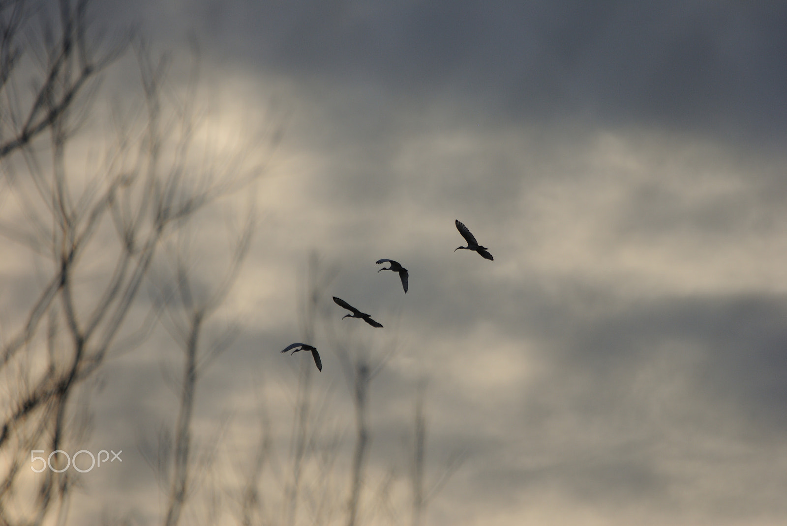 Nikon D3000 sample photo. Flying ibis photography
