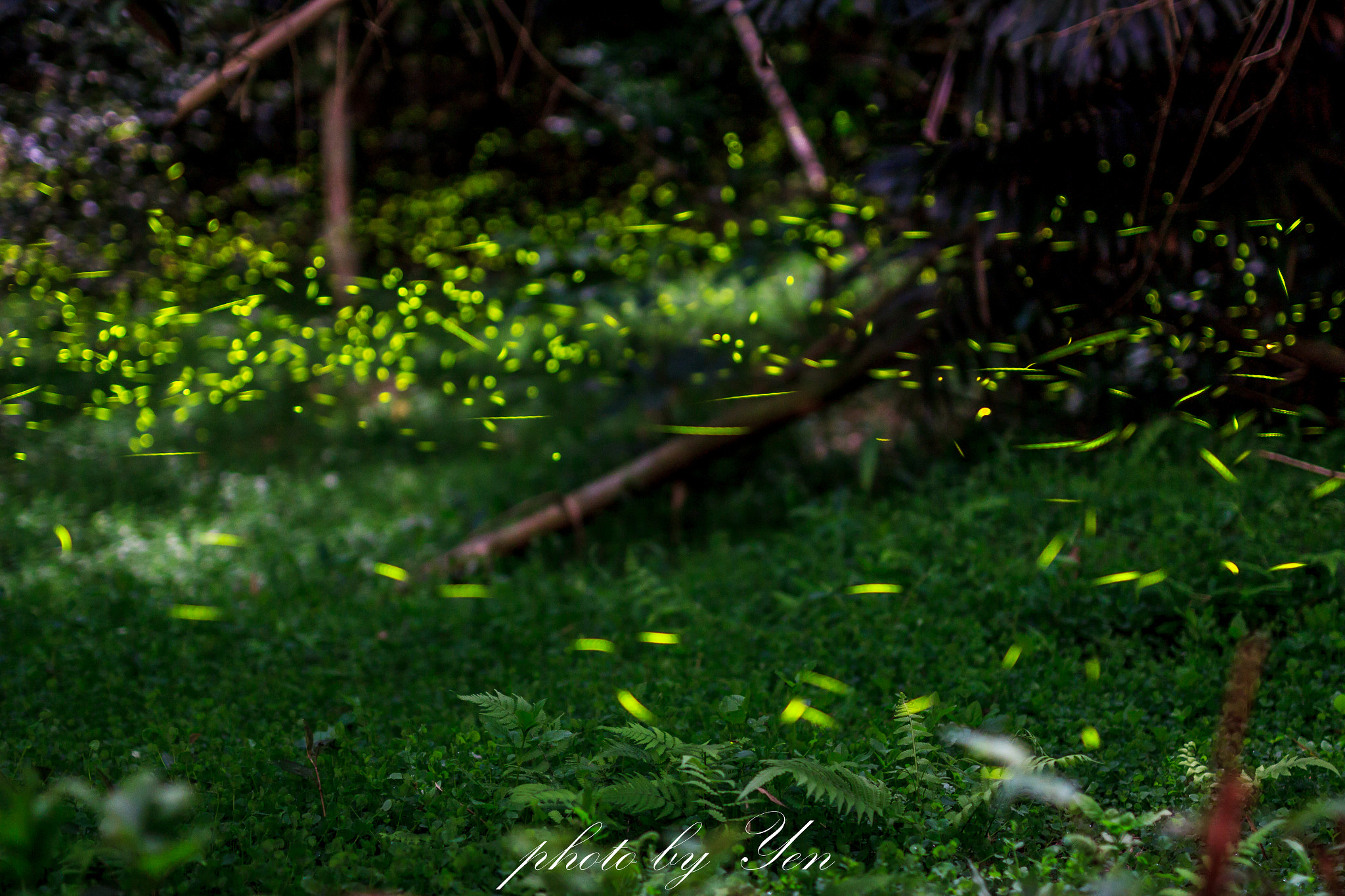 Sigma 50mm F1.4 EX DG HSM sample photo. 螢光點點 photography