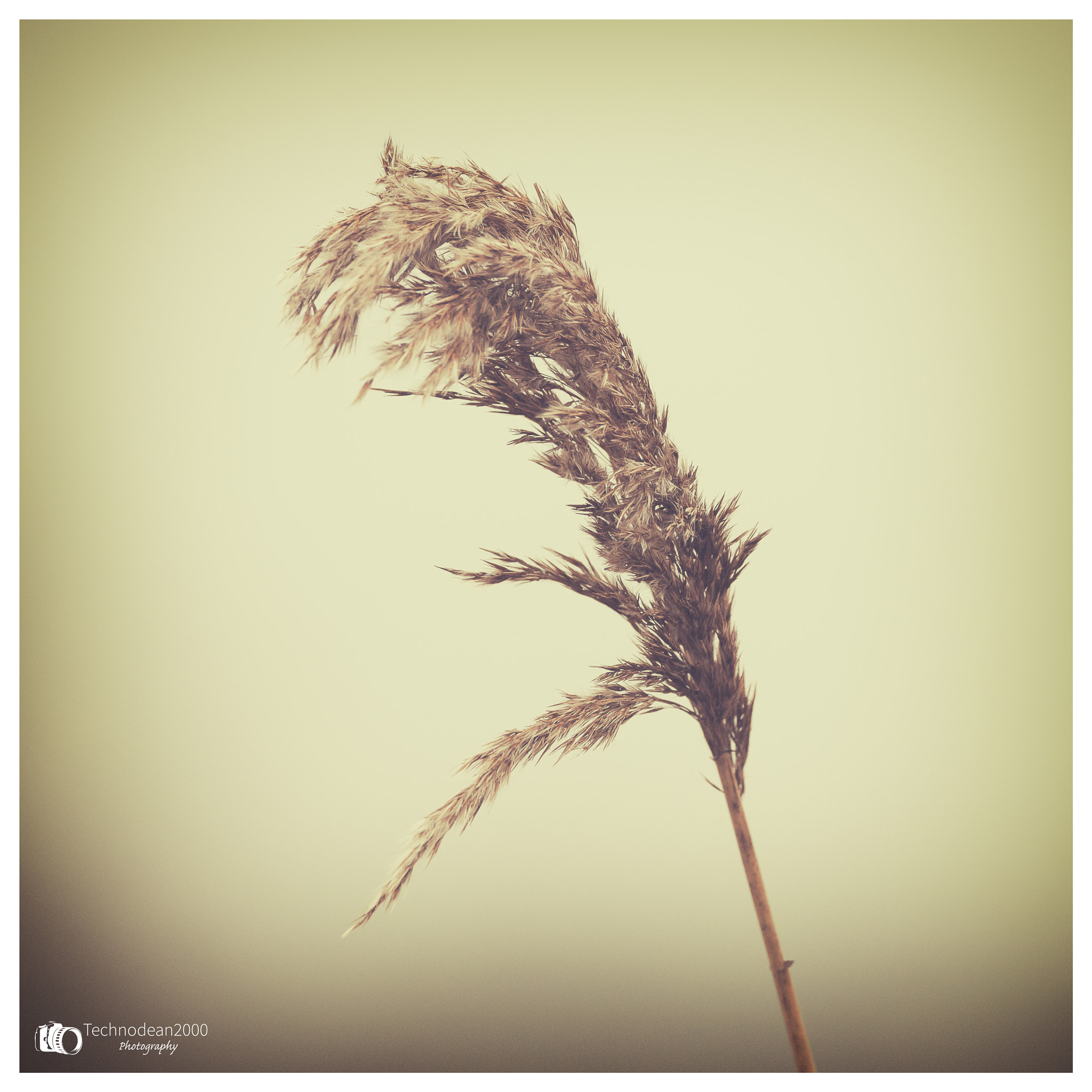 Sigma 150-600mm F5-6.3 DG OS HSM | C sample photo. Reed photography