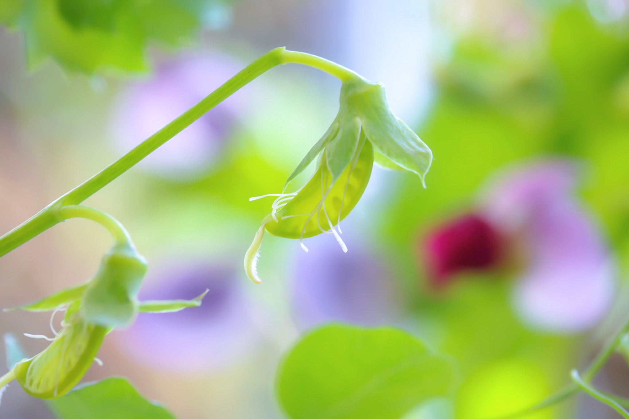Canon EOS 760D (EOS Rebel T6s / EOS 8000D) sample photo. I remembered your words. "i hope your efforts will bear fruit." photography