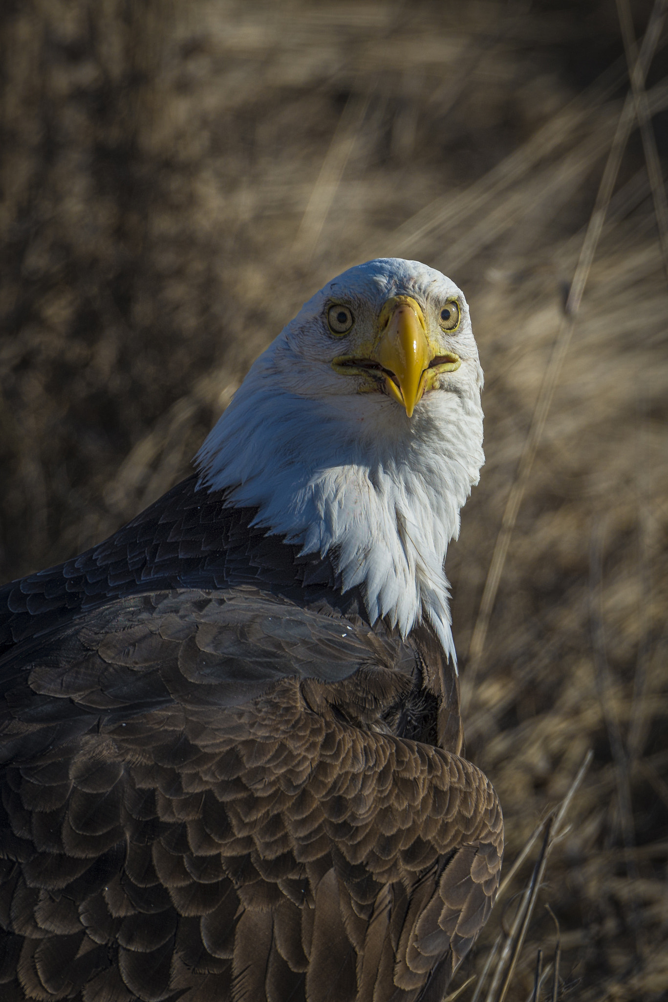 Nikon D600 sample photo. Bald eagle photography