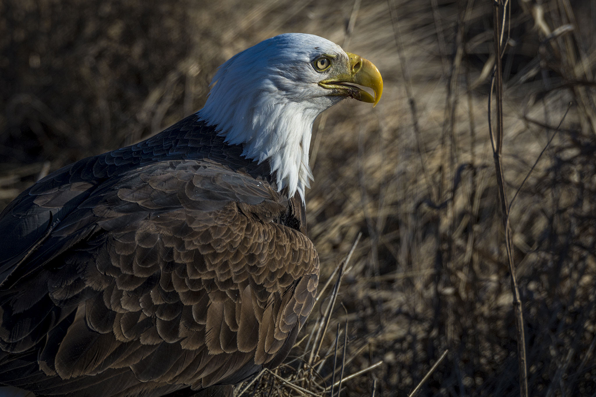 Nikon D600 sample photo. Bald eagle up close photography