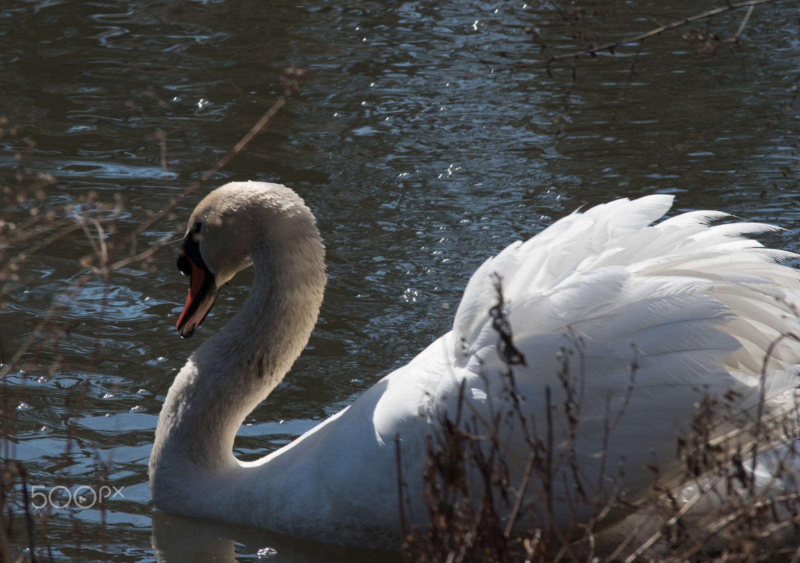 Nikon D5500 sample photo. Swan photography