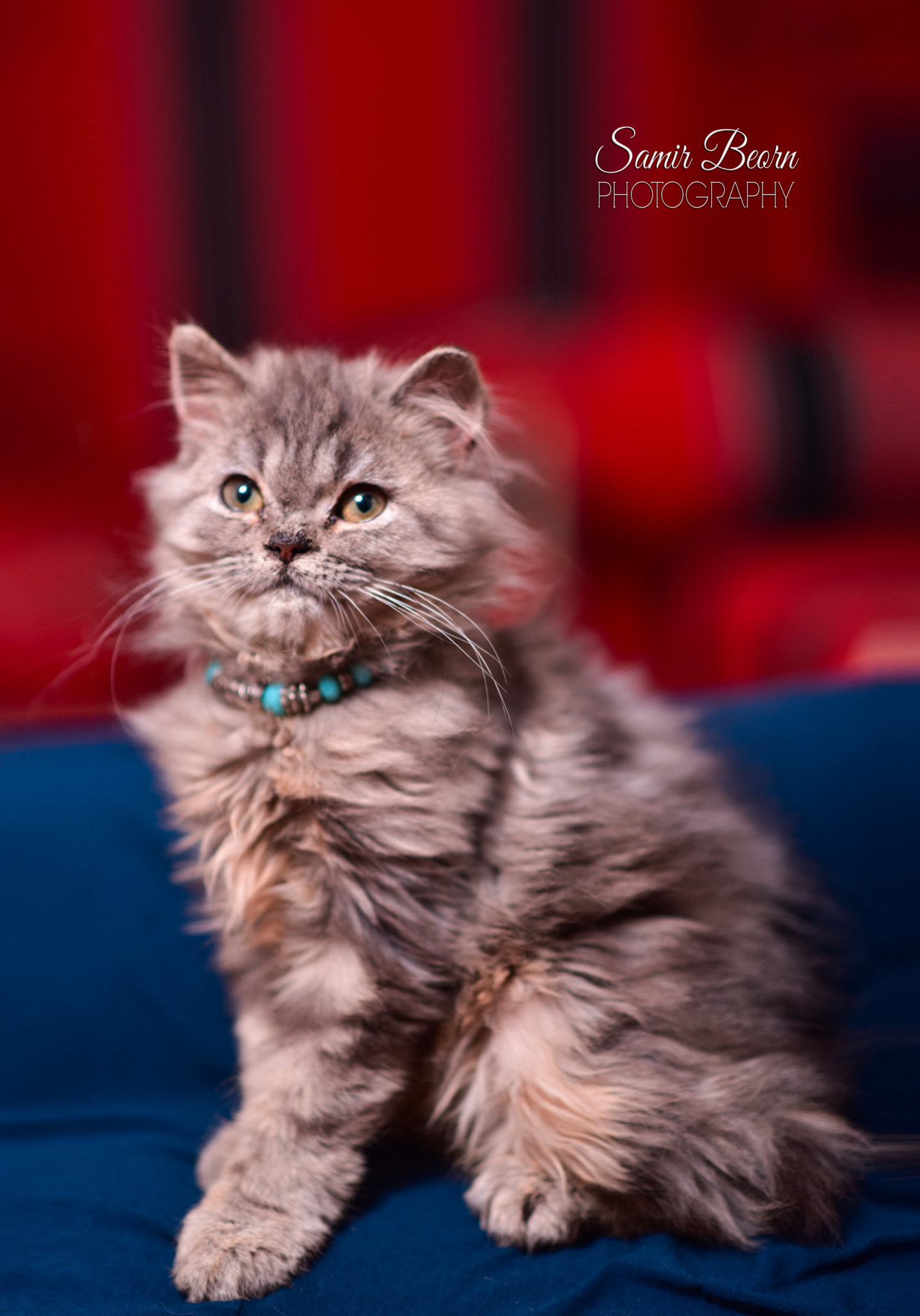 Nikon D810 sample photo. Royal coucou photography