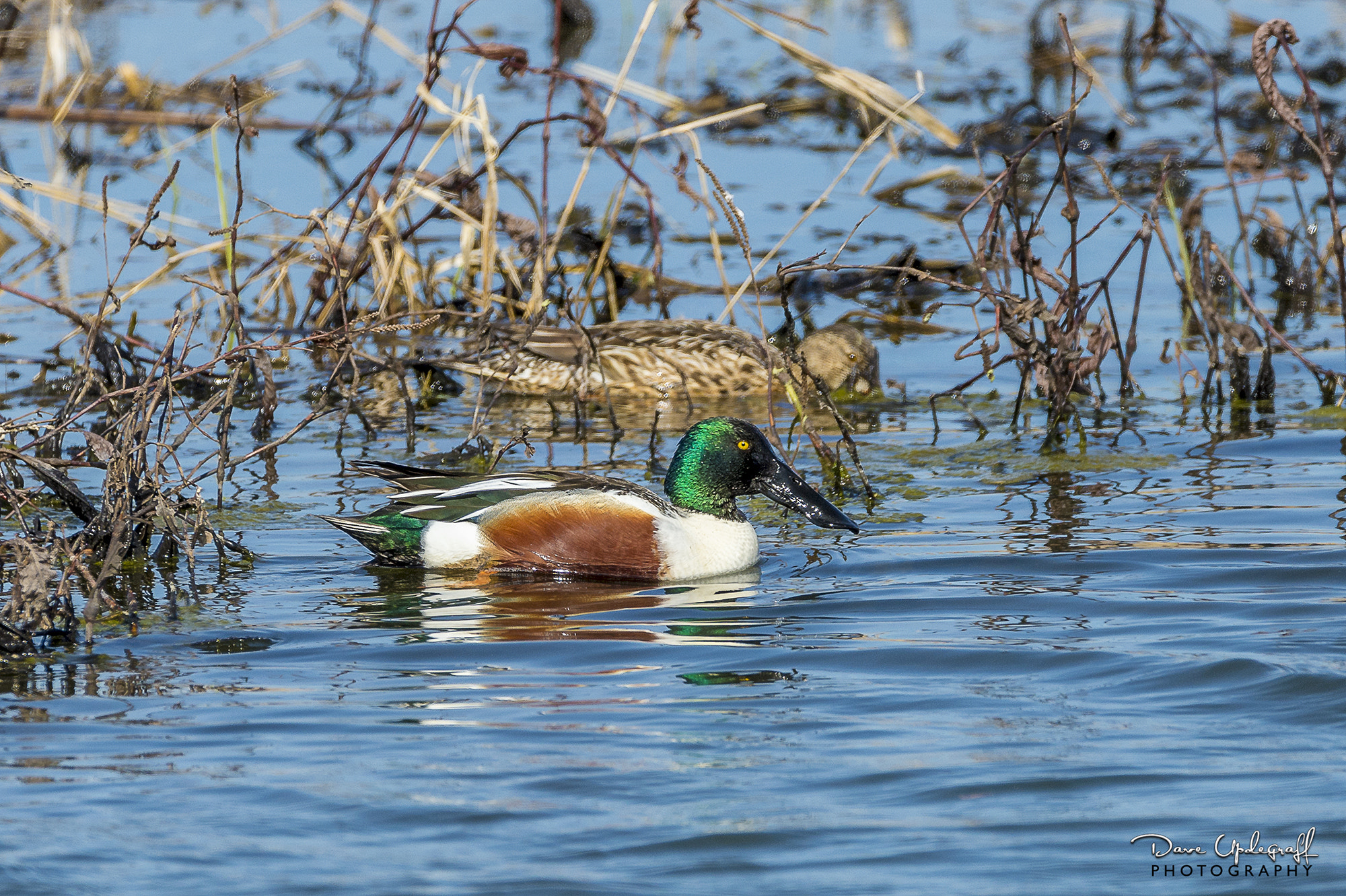 Nikon D4 sample photo. Norther shoveler photography