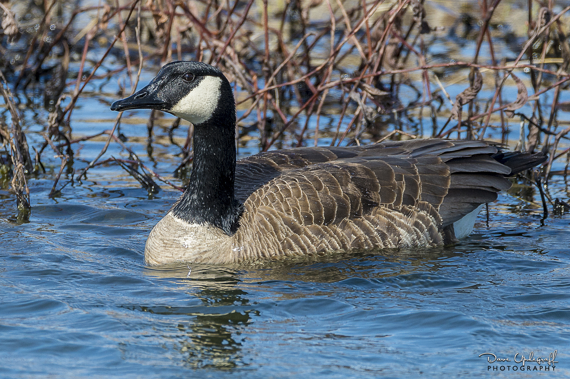 Nikon D4 sample photo. Canidan goose photography