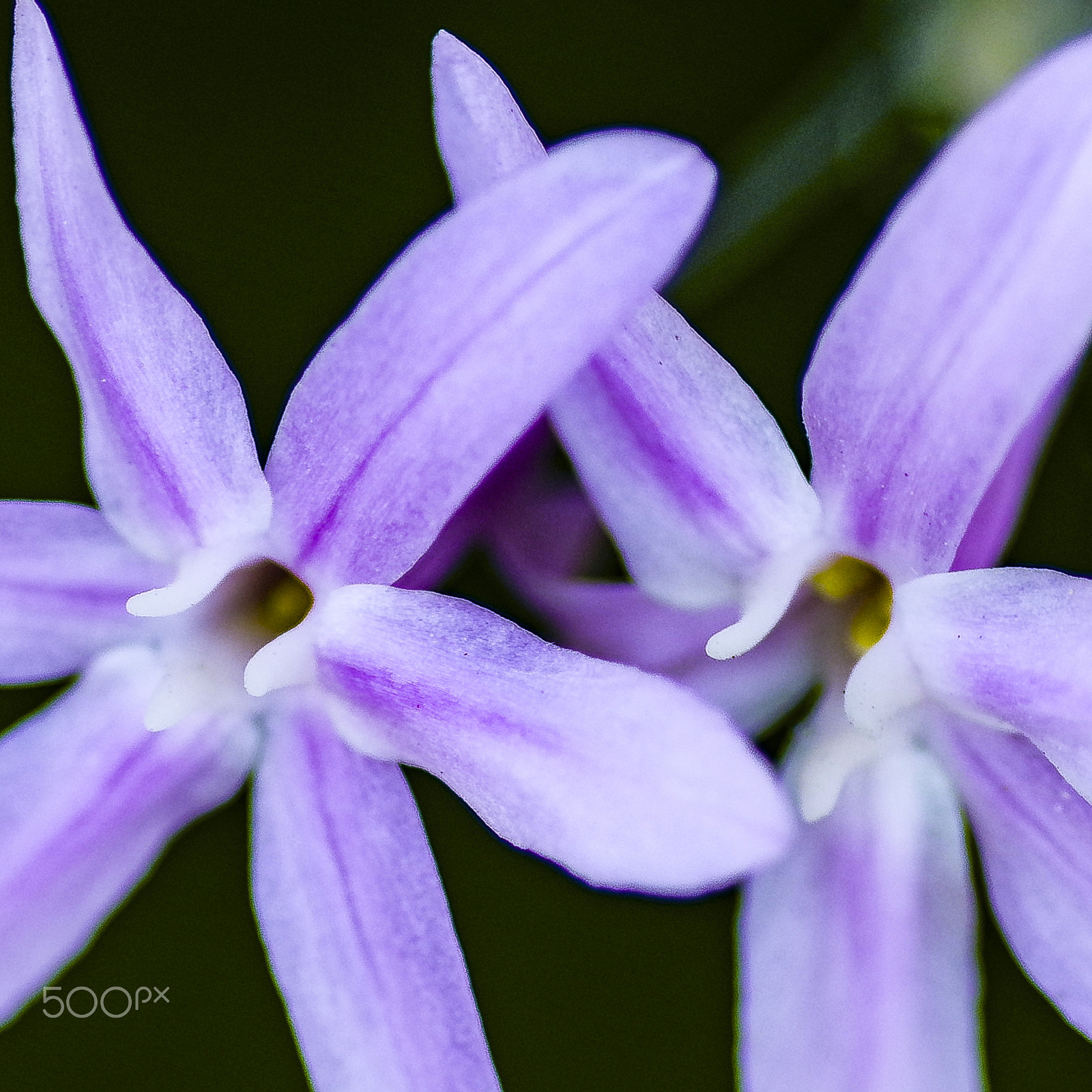 Pentax smc D-FA 100mm F2.8 Macro WR sample photo. Spring photography