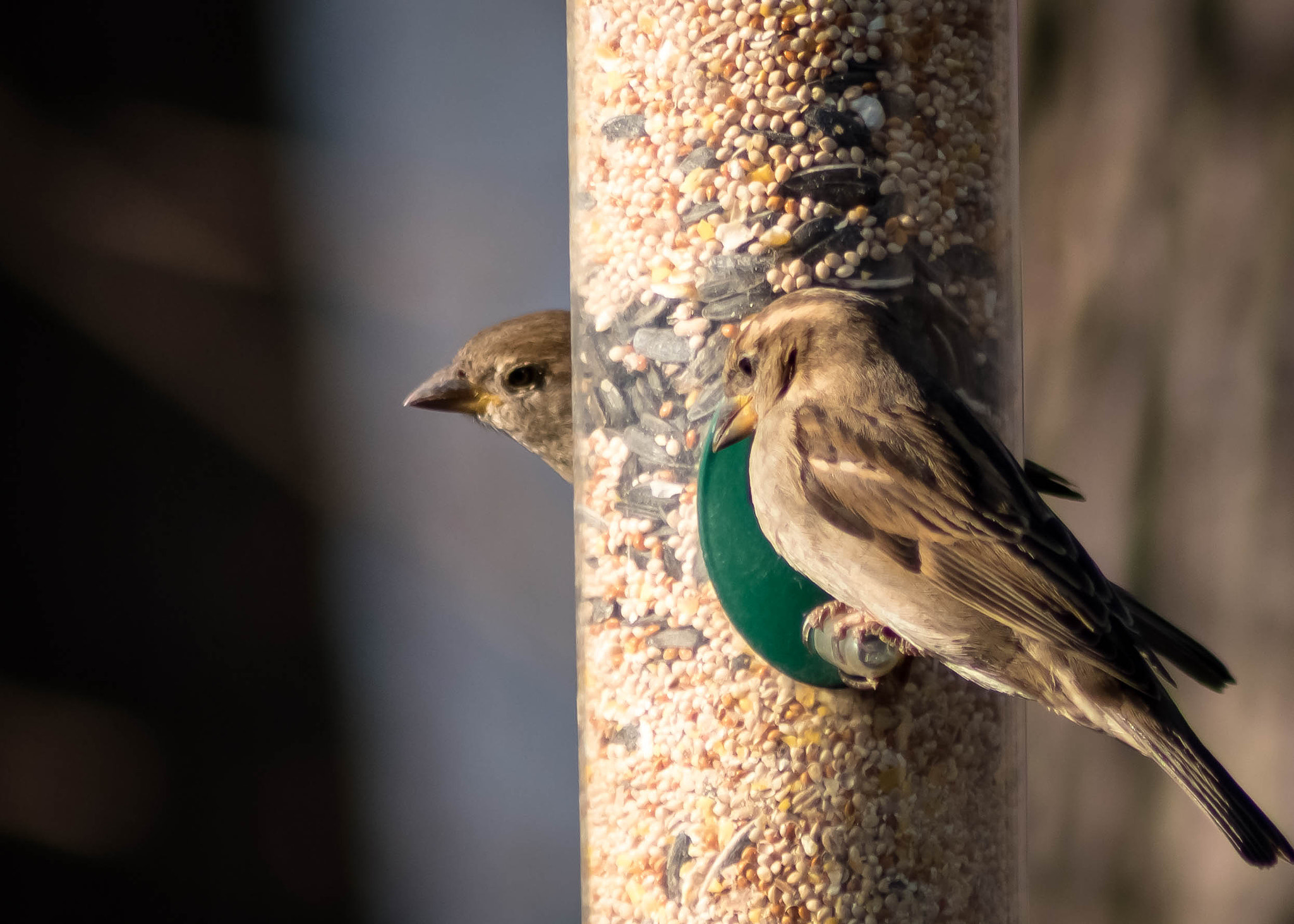 Nikon D5500 sample photo. Stalker photography