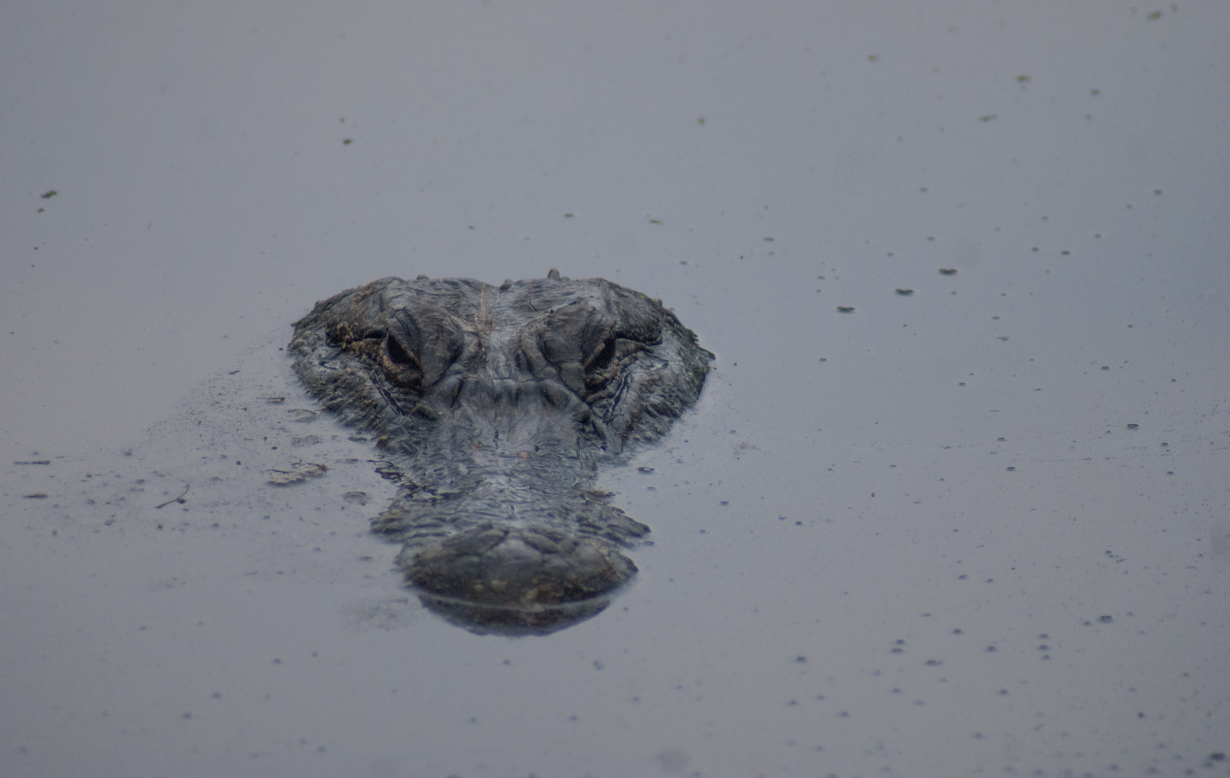 Sony 75-300mm F4.5-5.6 sample photo. Lurking photography