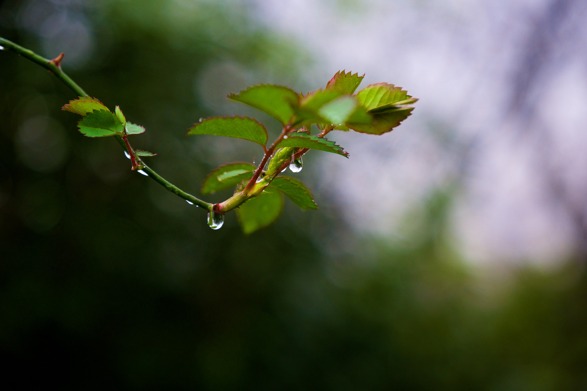 Fujifilm X-T1 + Fujifilm XF 16-55mm F2.8 R LM WR sample photo. 雨天蔷薇枝 photography