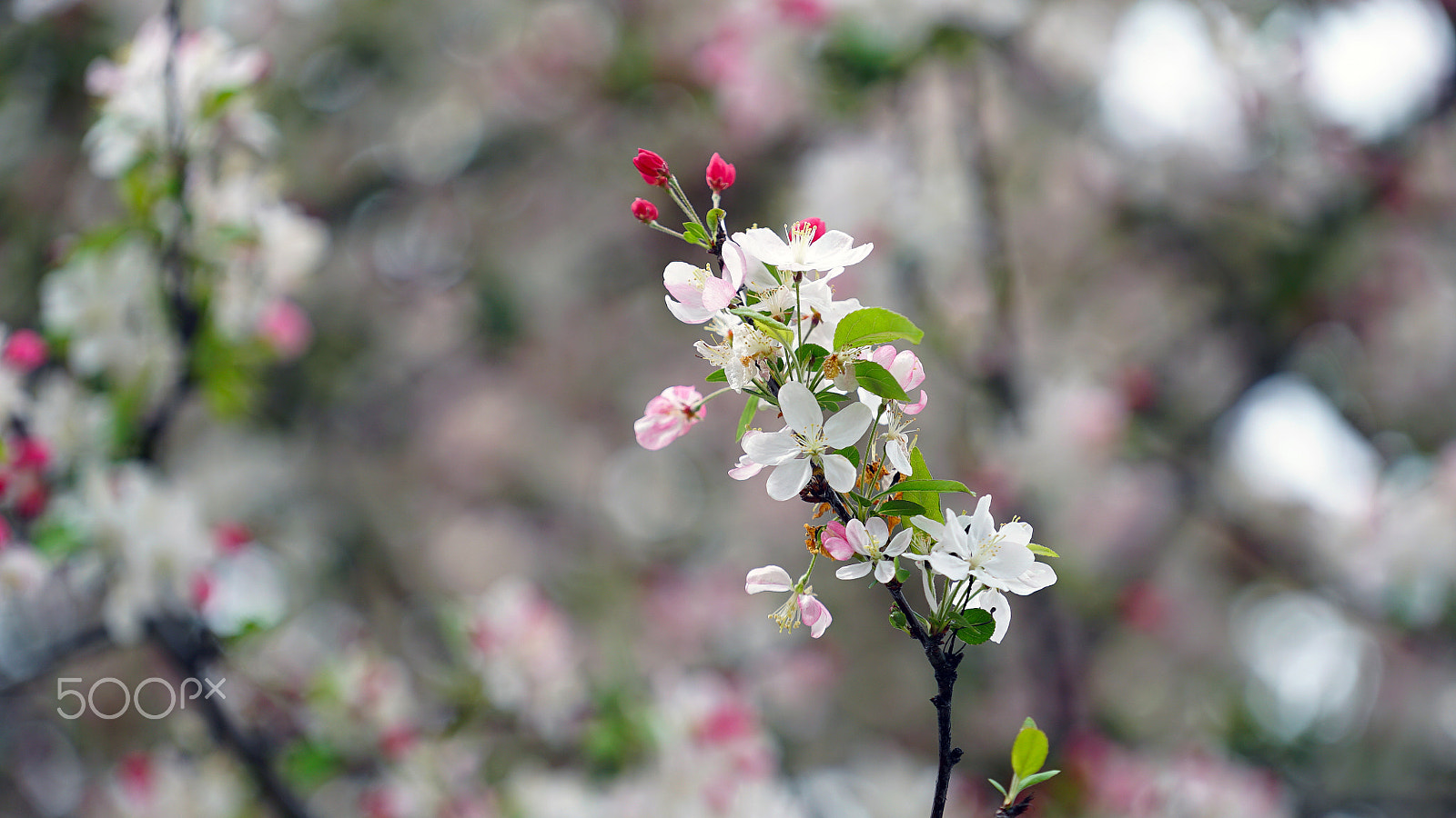Sony a7S II + Sony FE 70-200mm F4 G OSS sample photo. Where's the line between lust and love photography