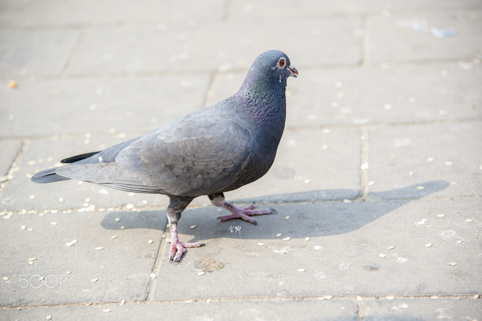 Nikon AF-S Nikkor 24-120mm F4G ED VR sample photo. 食郷 photography