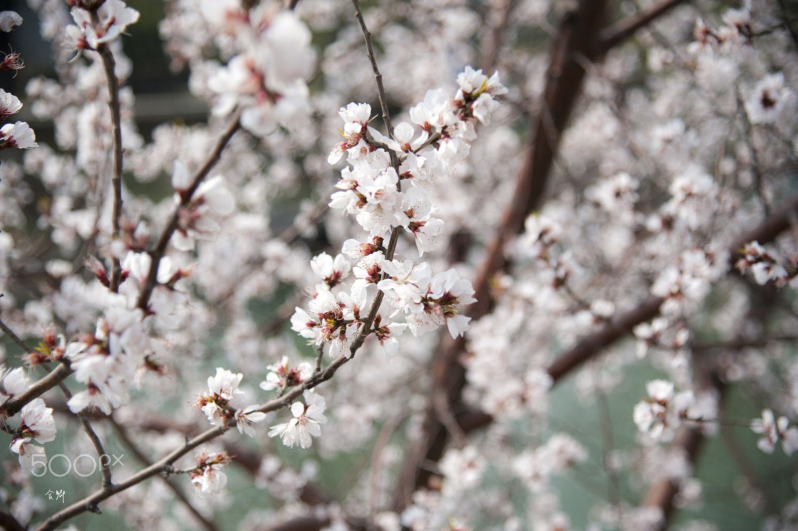Nikon AF-S Nikkor 24-120mm F4G ED VR sample photo. 食郷 photography