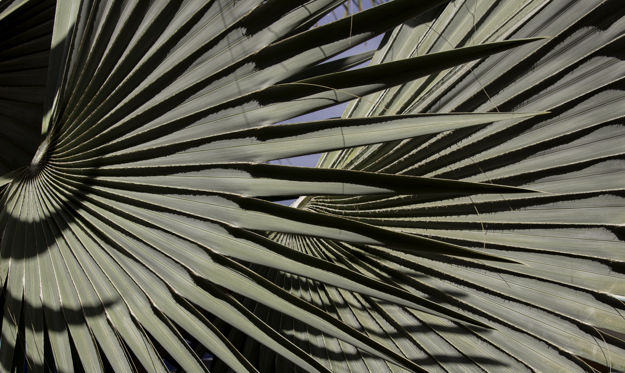 Canon EOS 5DS sample photo. Ha photography