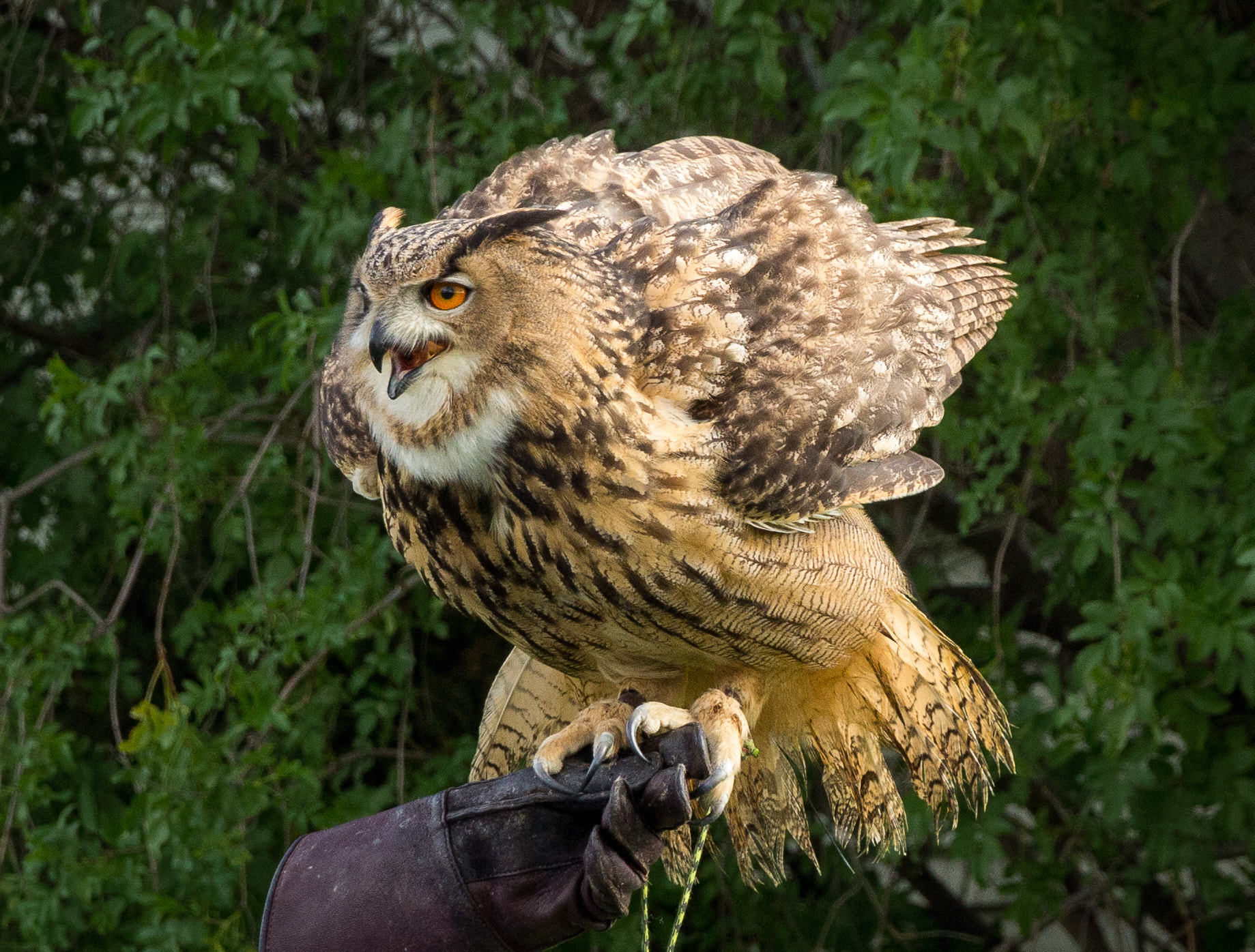 Canon EOS 60D sample photo. Owl photography