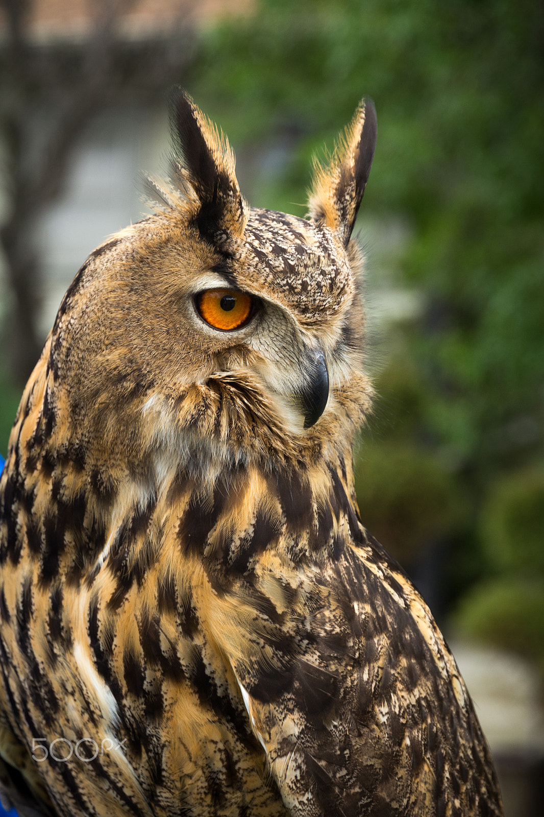 Canon EOS 60D sample photo. Owl photography
