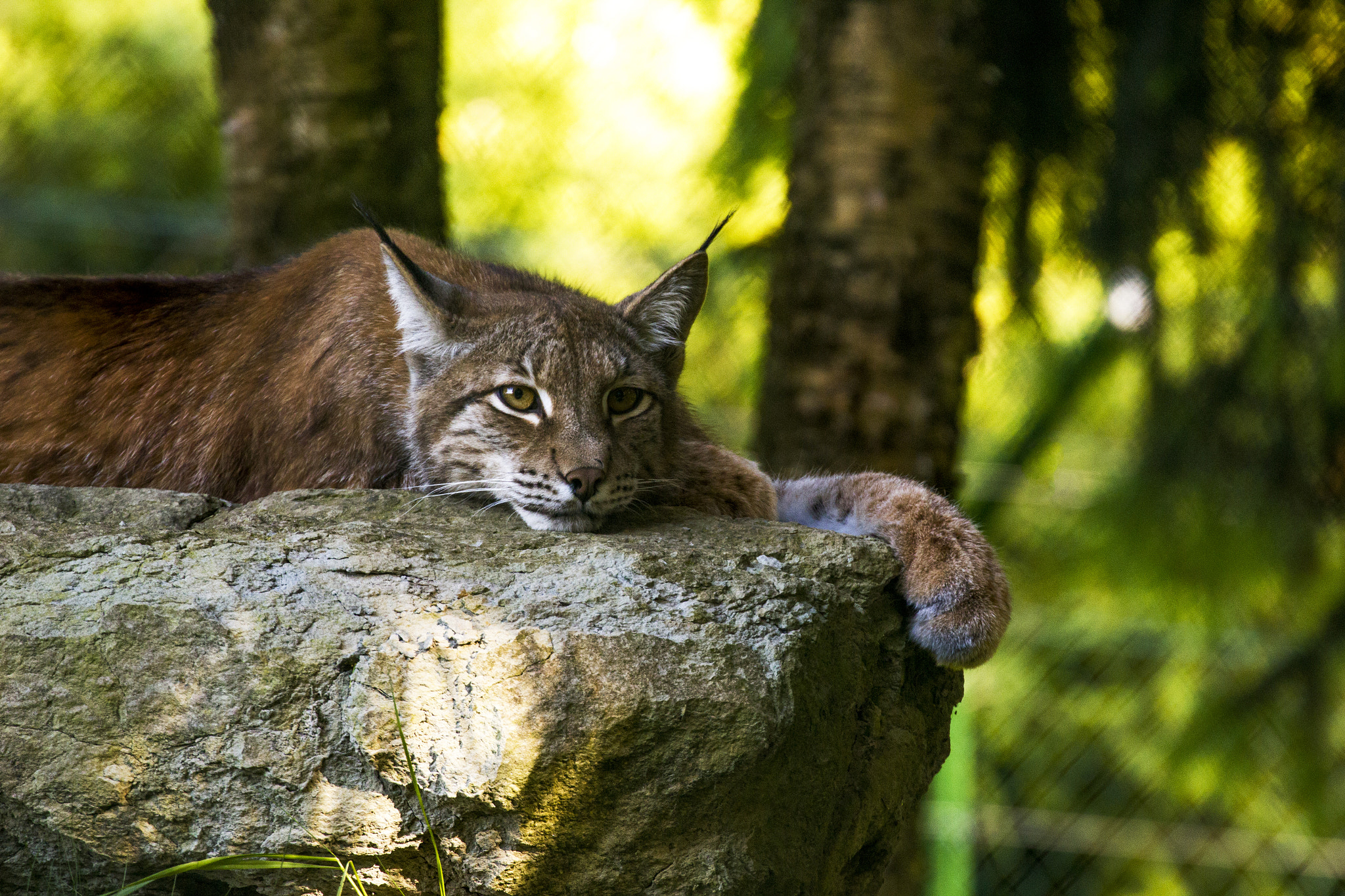 Canon EF 70-300mm F4-5.6L IS USM sample photo. Lynx photography